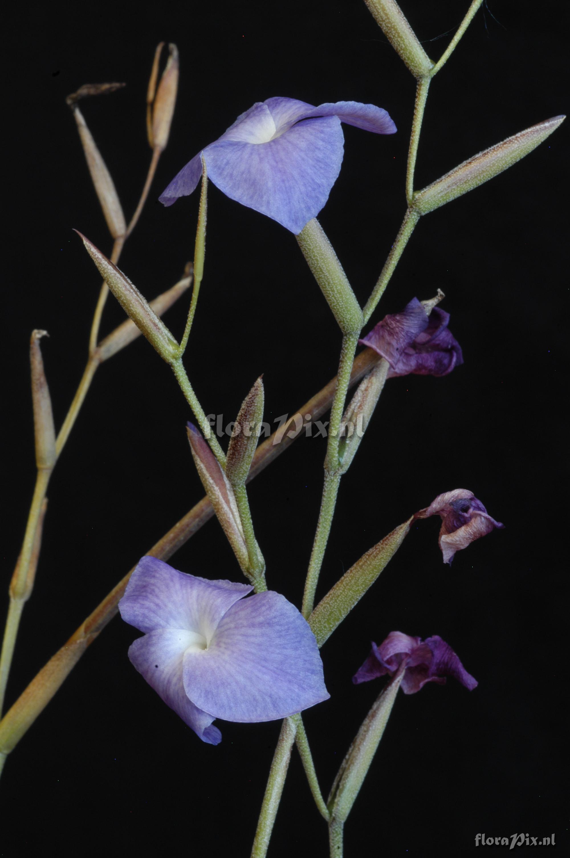 Tillandsia caerulea