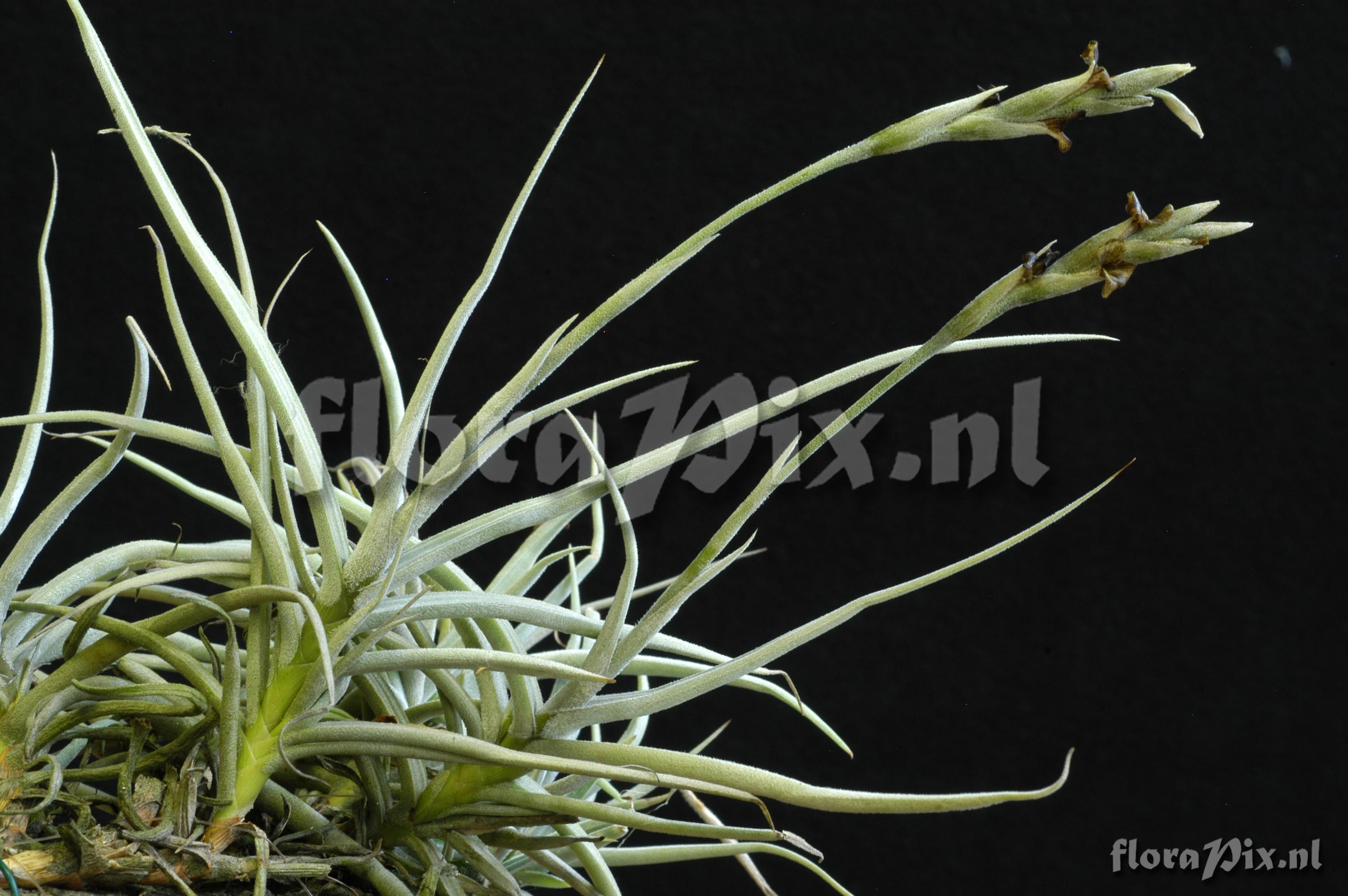 Tillandsia caliginosa