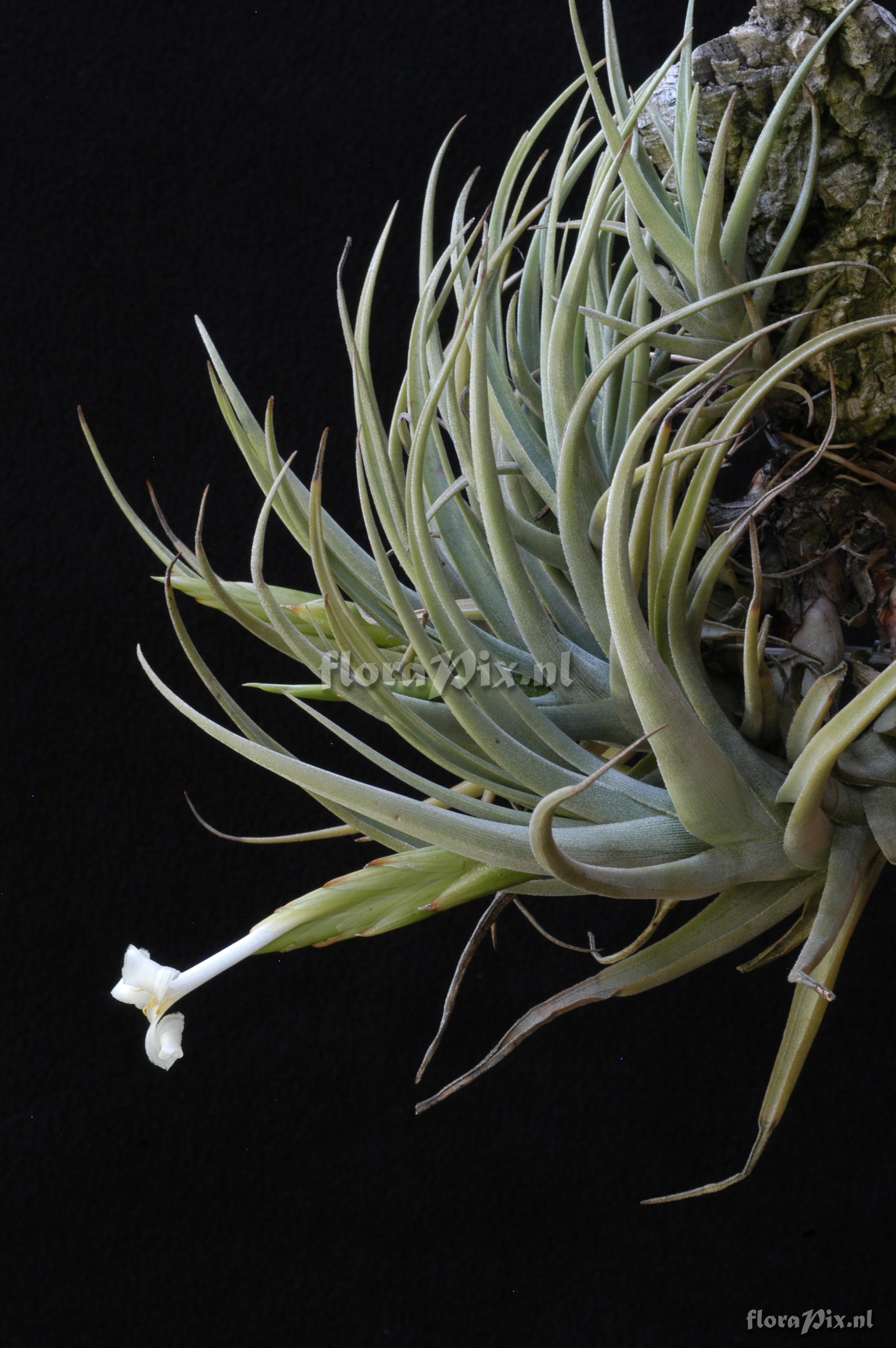 Tillandsia camargoensis