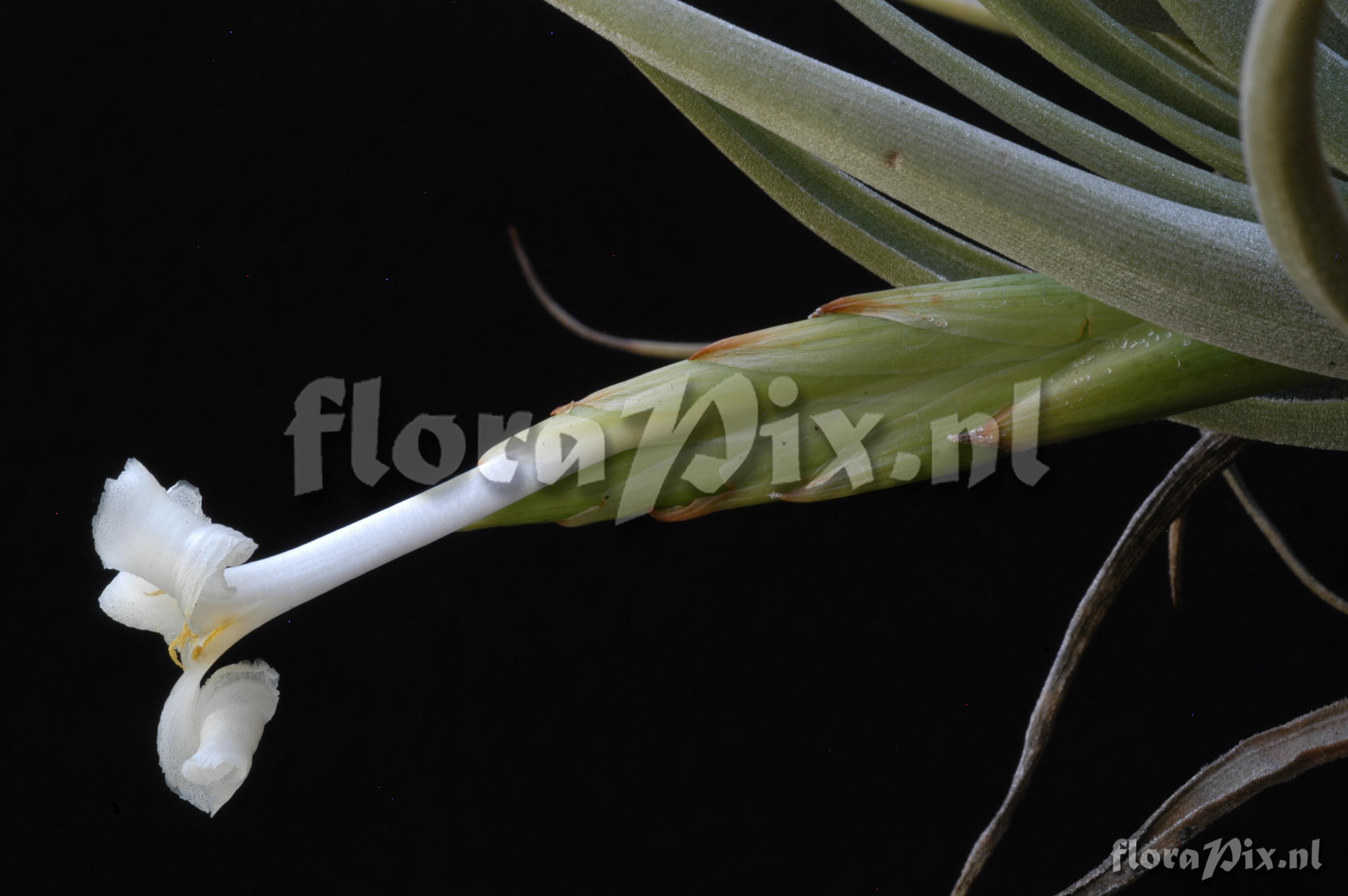 Tillandsia camargoensis