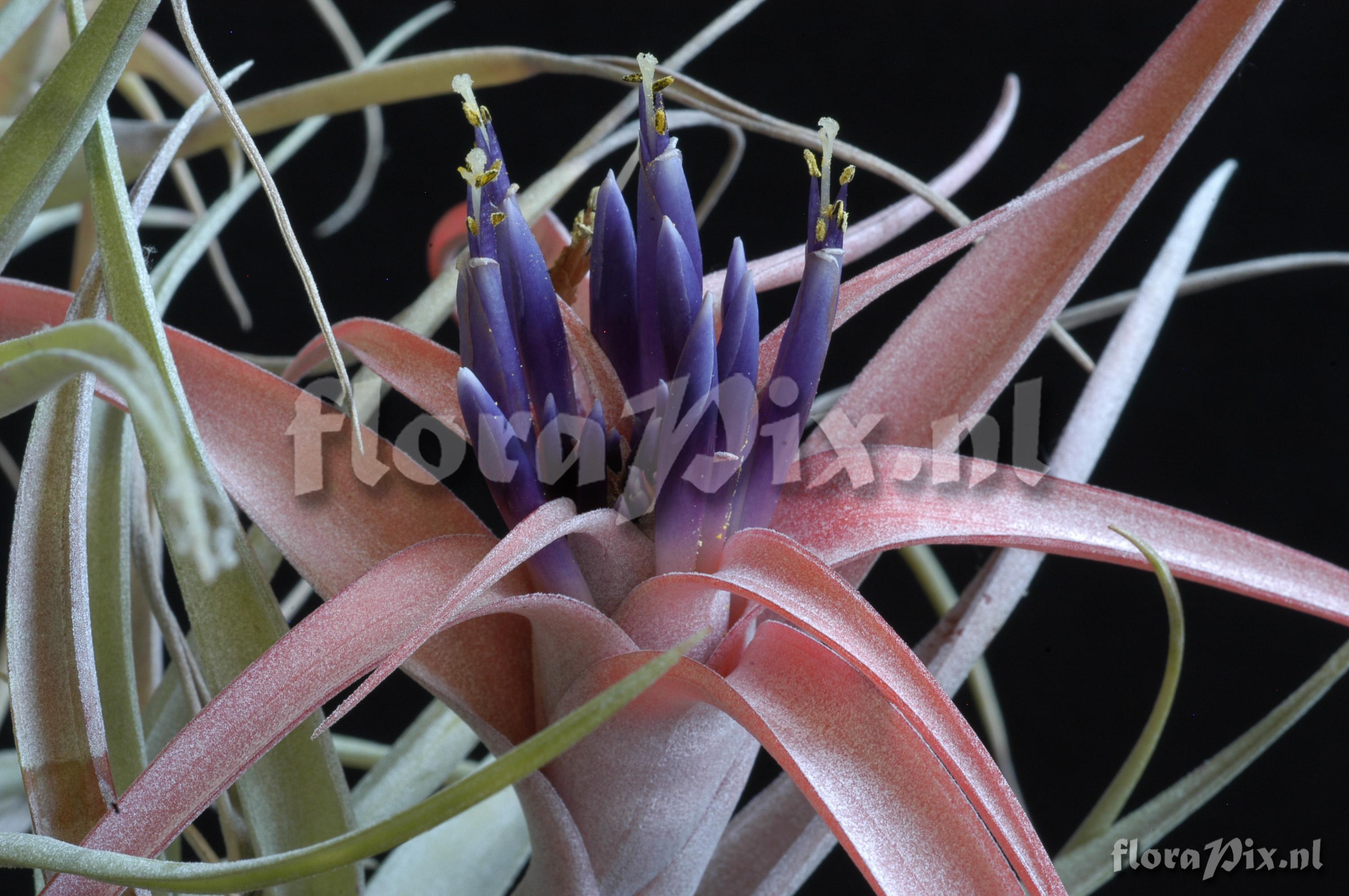 Tillandsia capitata var. capitata