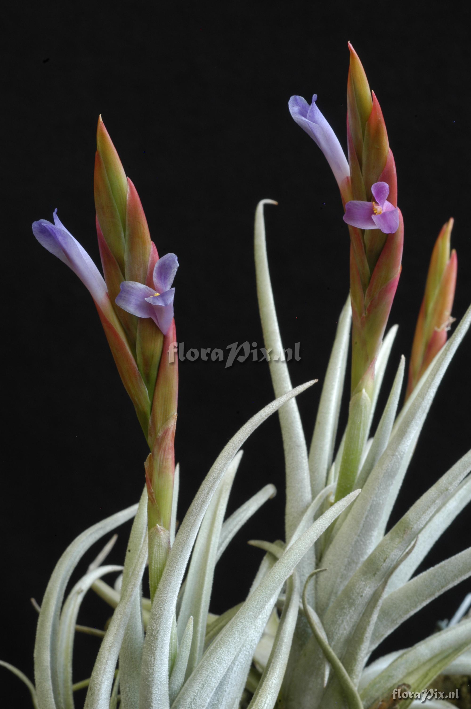 Tillandsia cardenasii