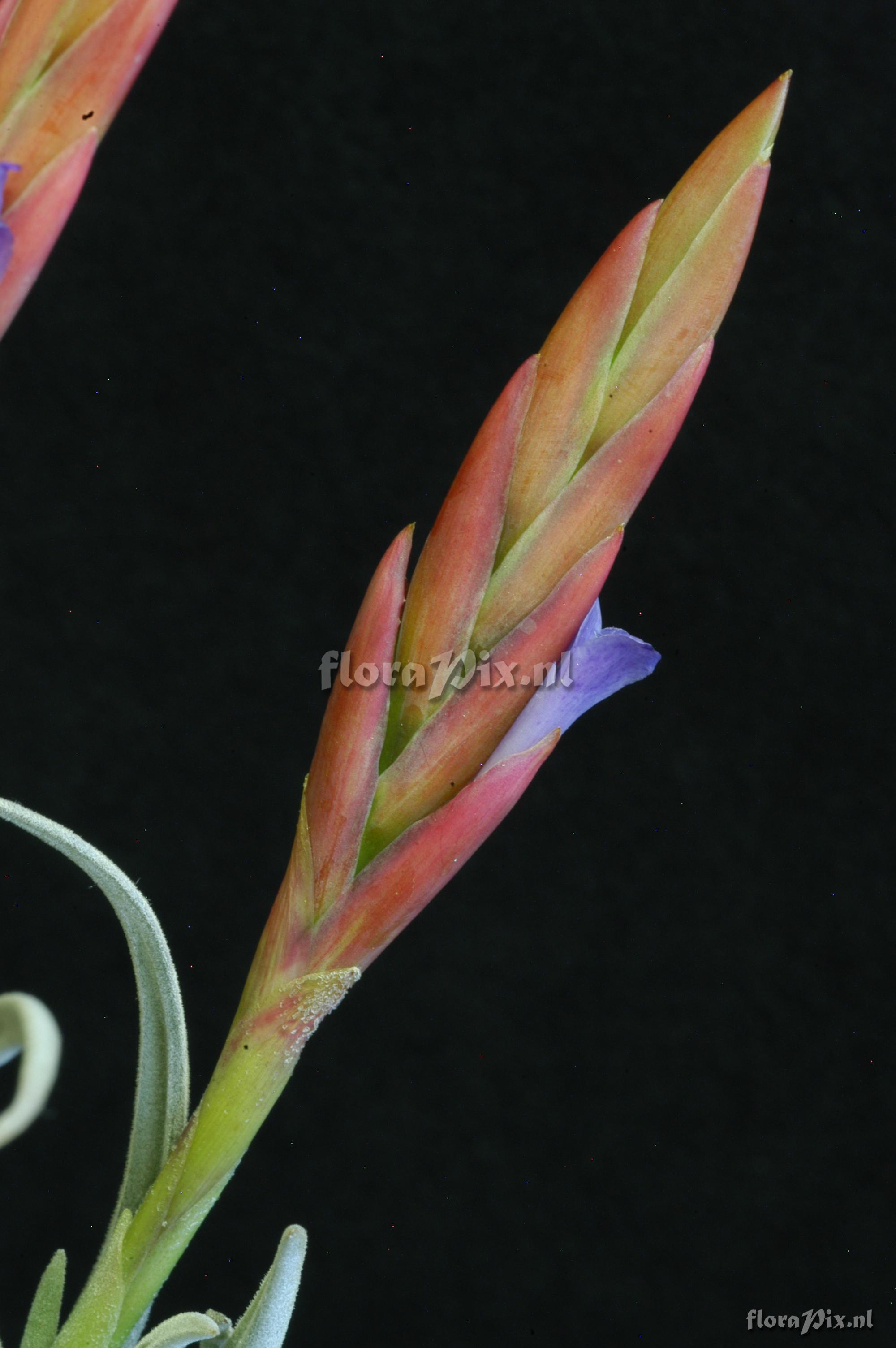 Tillandsia cardenasii