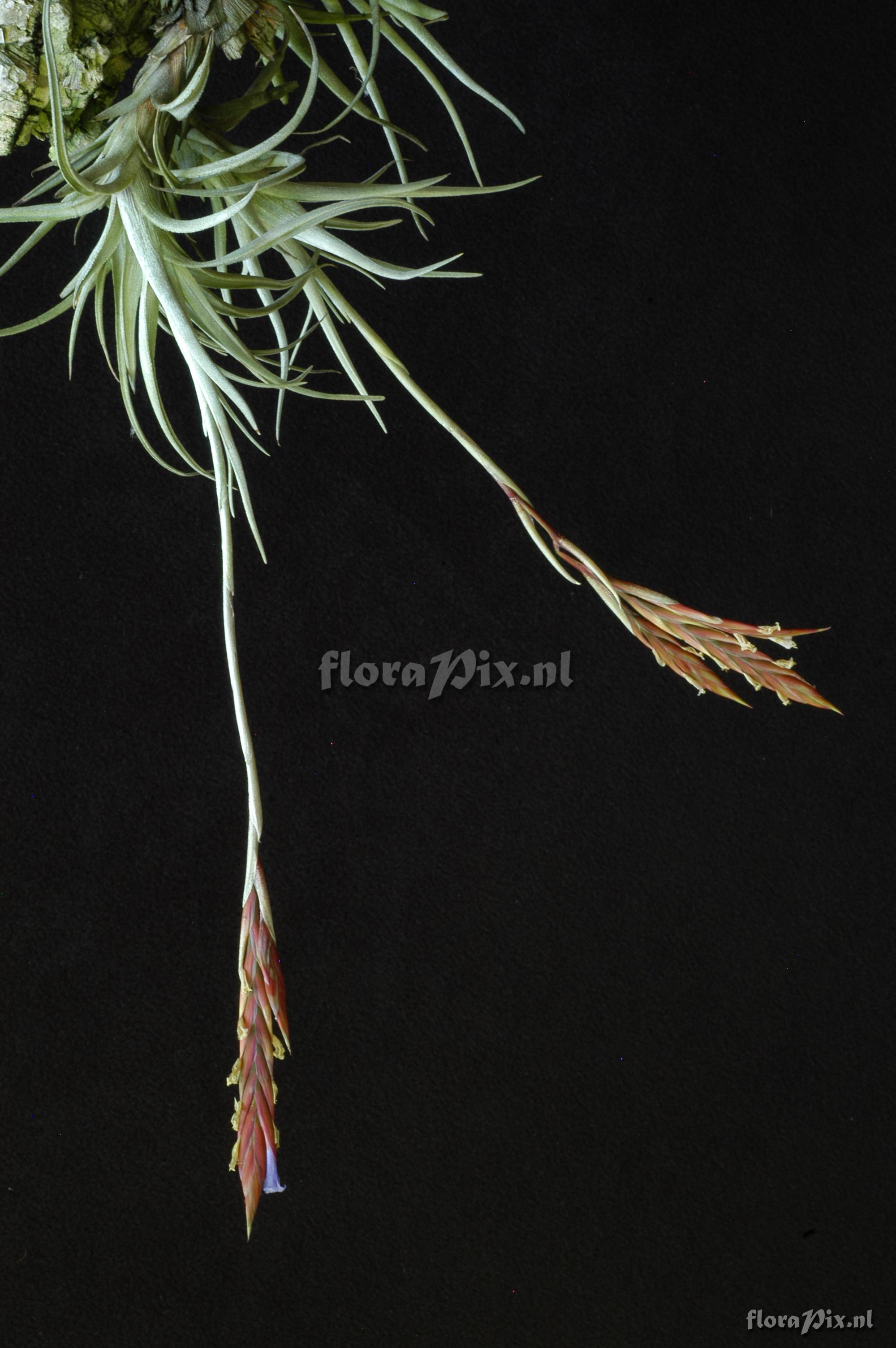 Tillandsia cardenasii