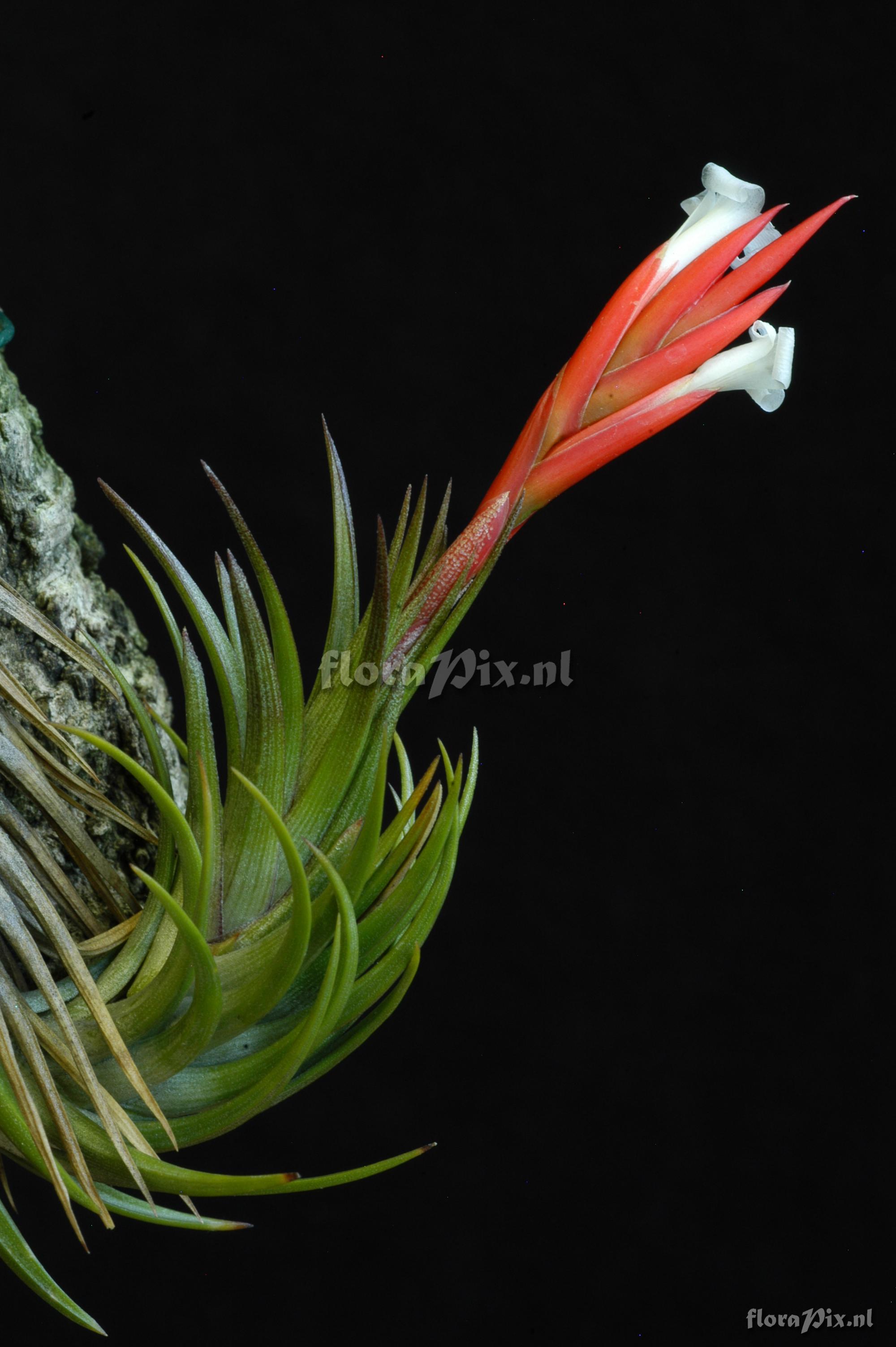 Tillandsia caulescens