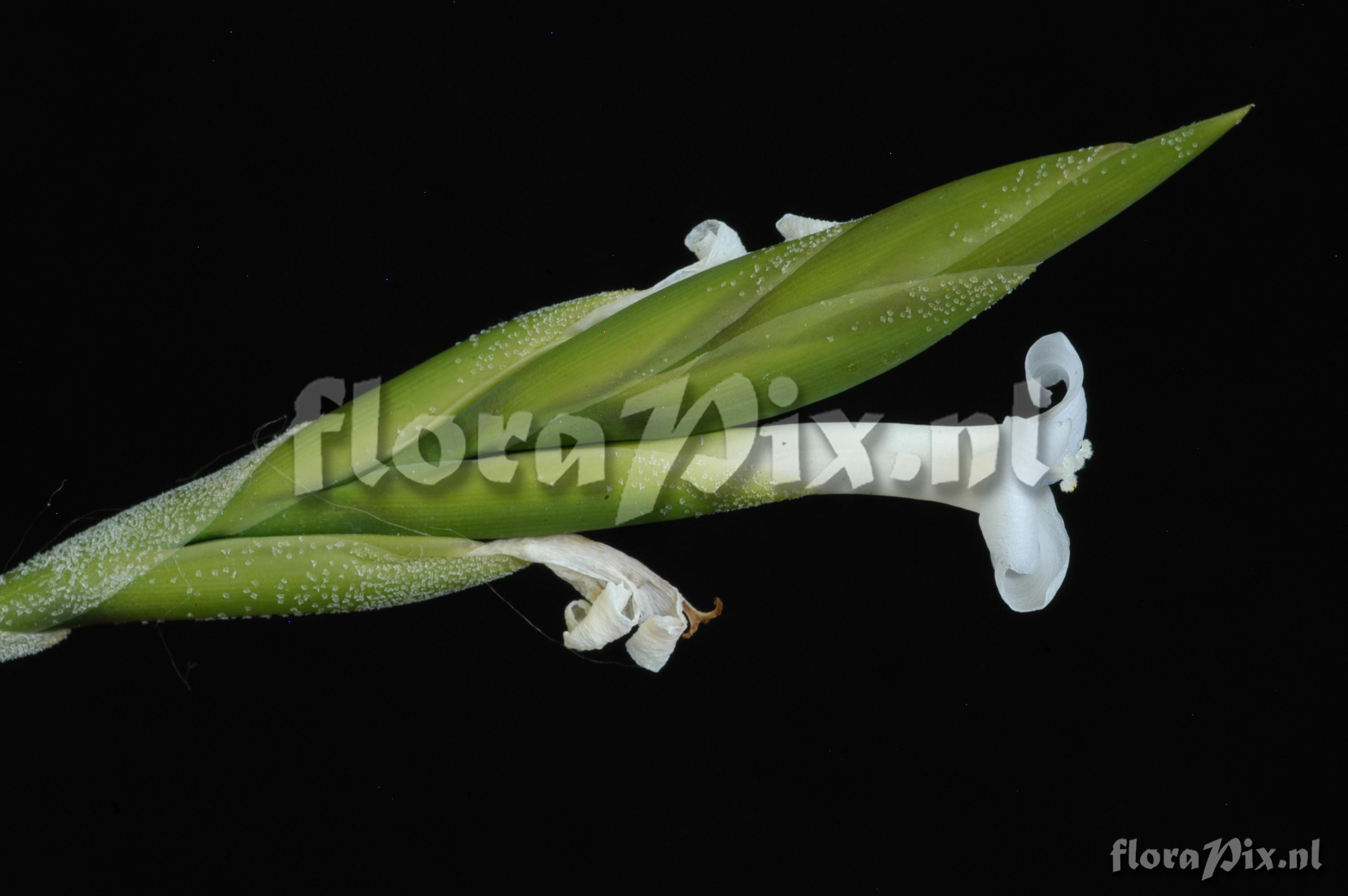 Tillandsia chiletensis