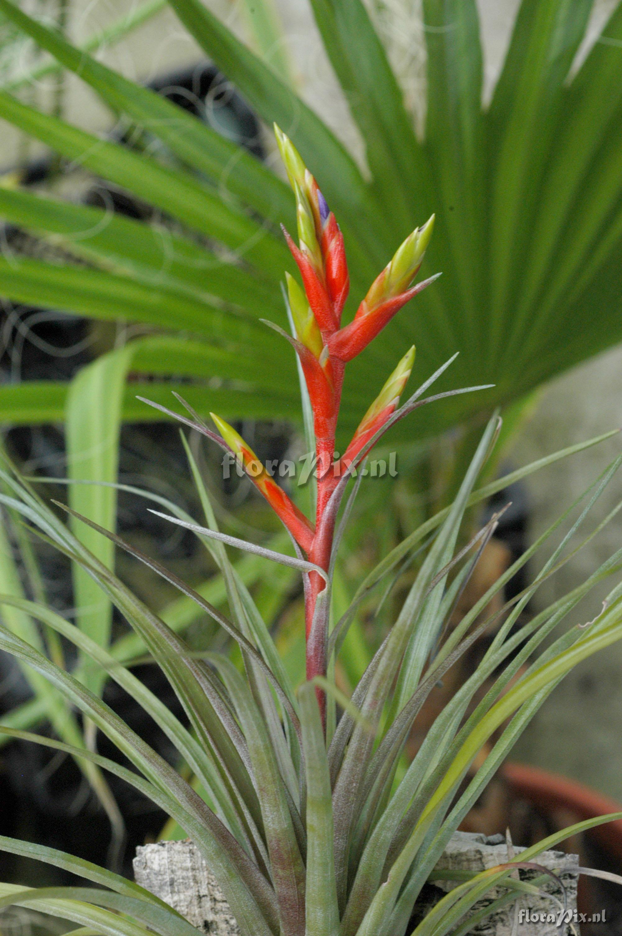 Tillandsia chlorophylla