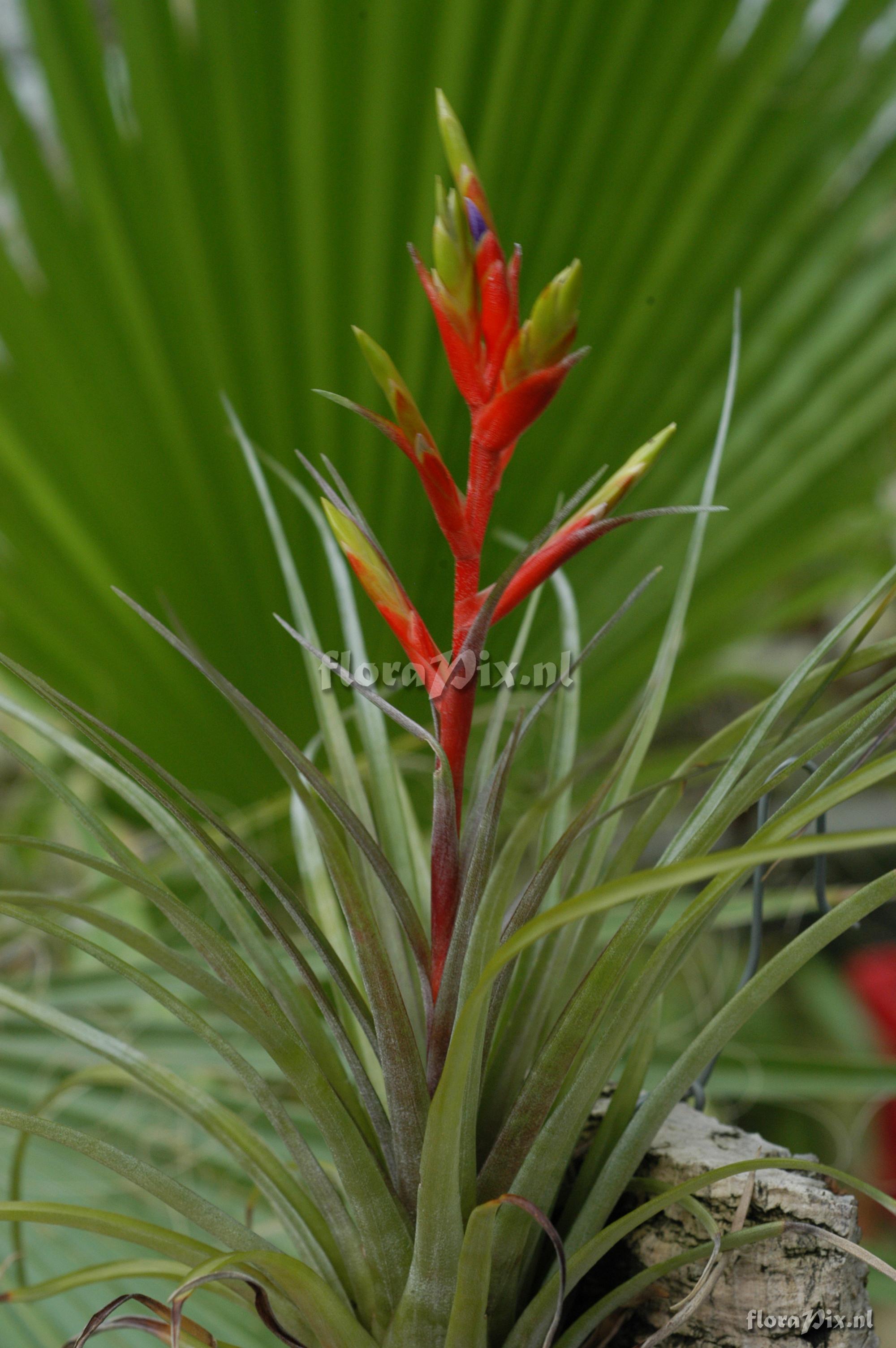 Tillandsia chlorophylla