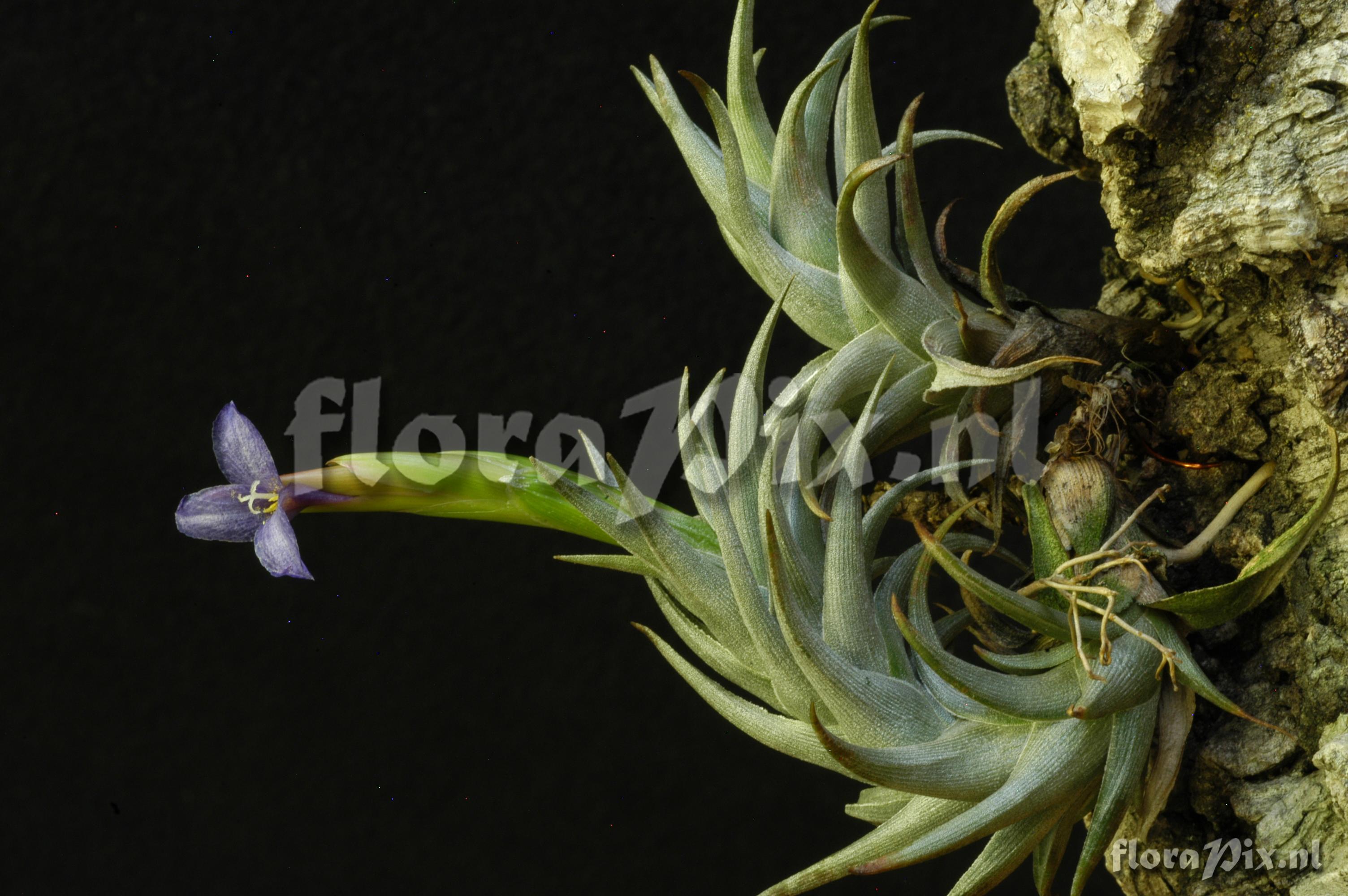 Tillandsia colganii