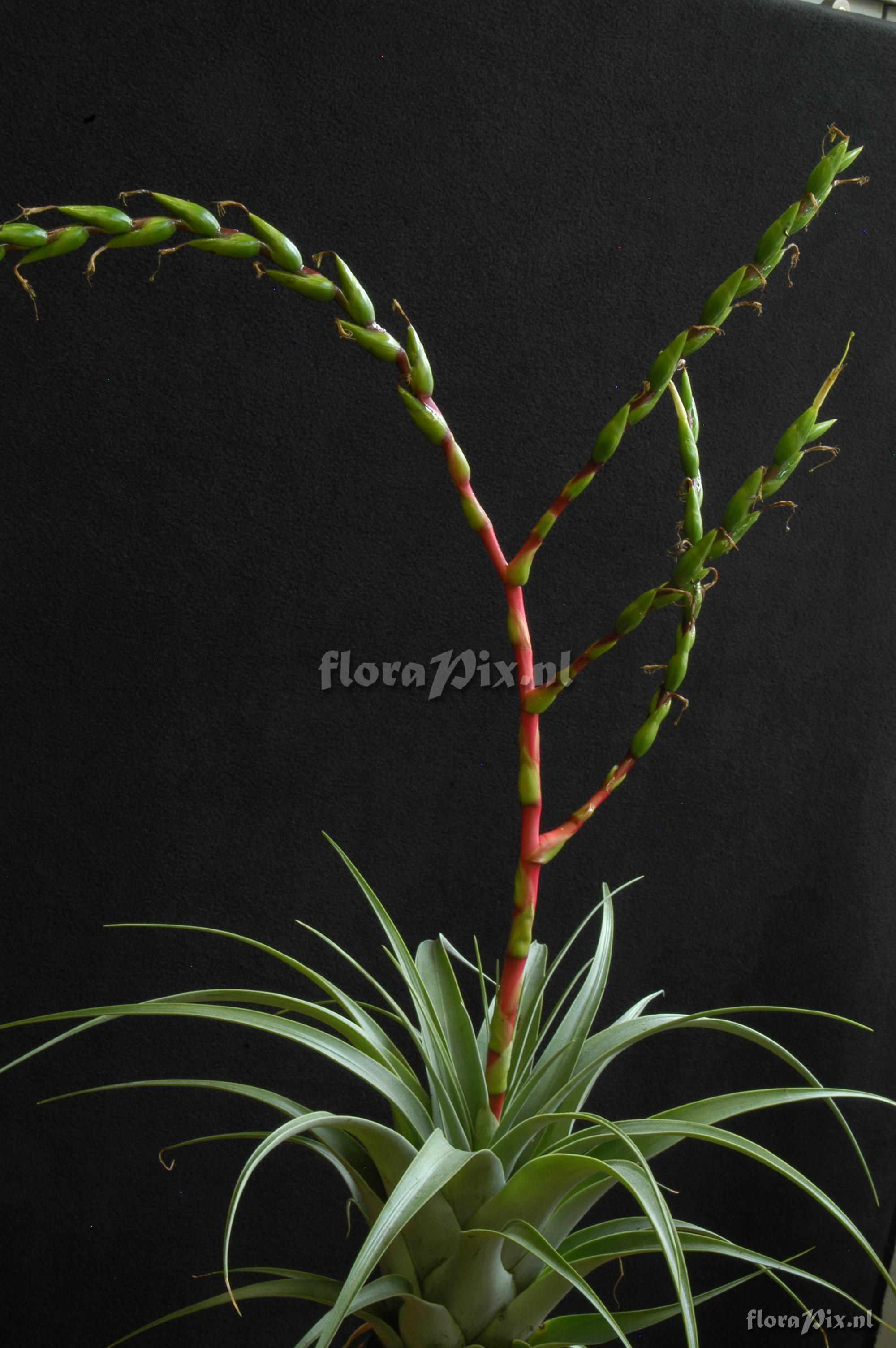 Tillandsia comitanensis