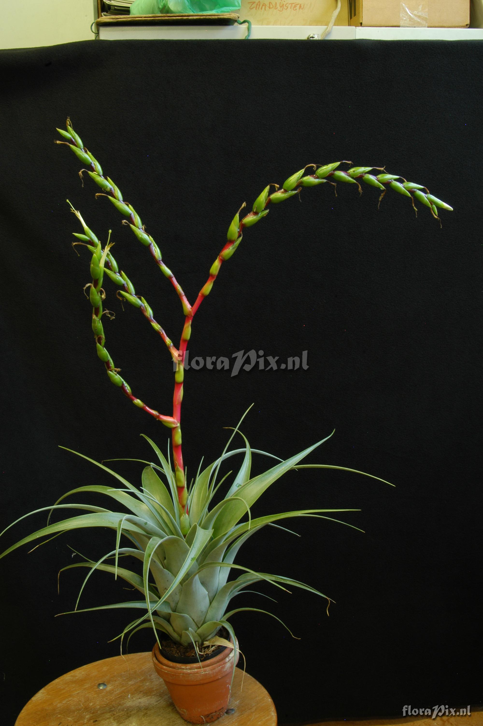 Tillandsia comitanensis