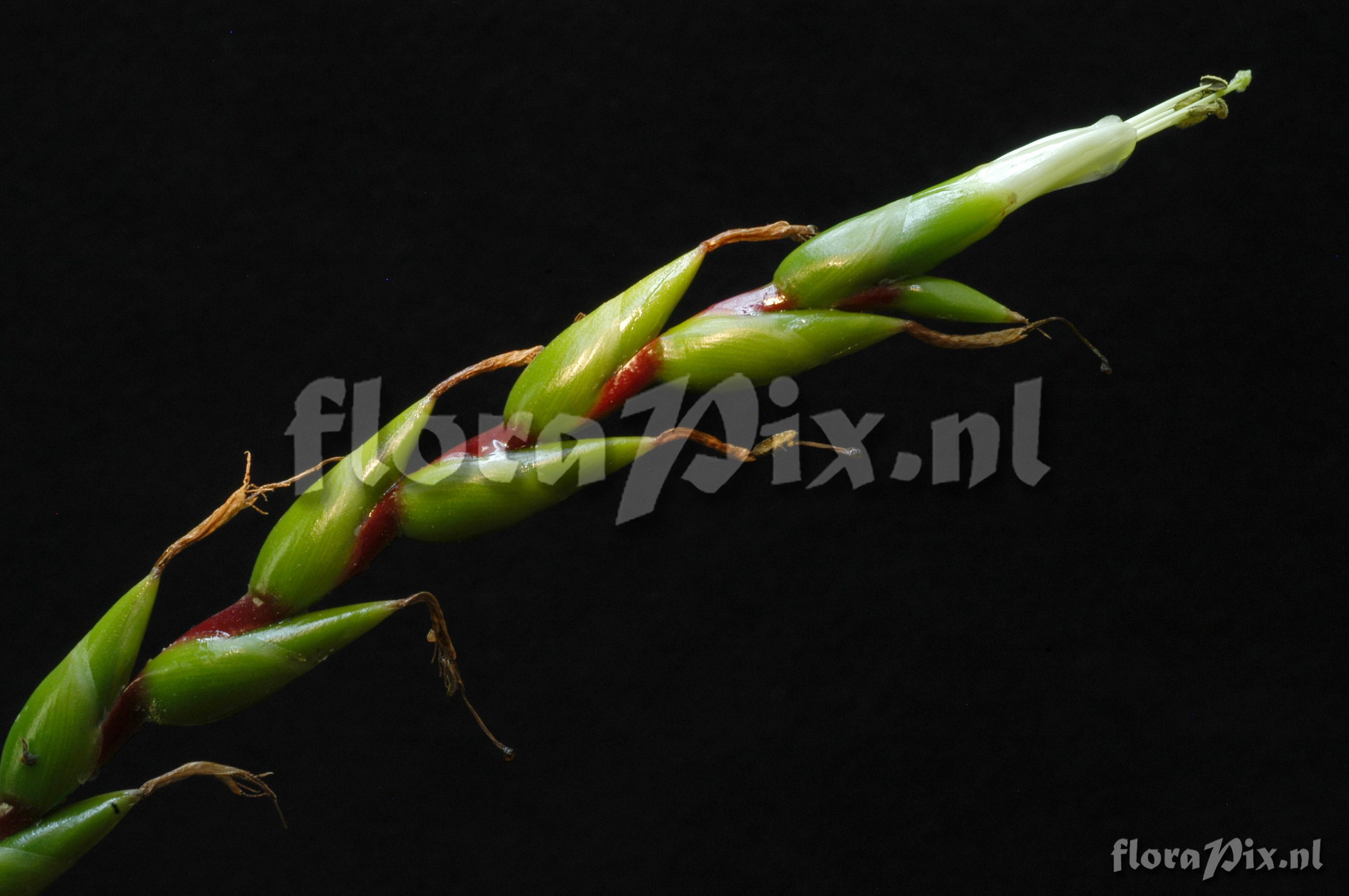 Tillandsia comitanensis