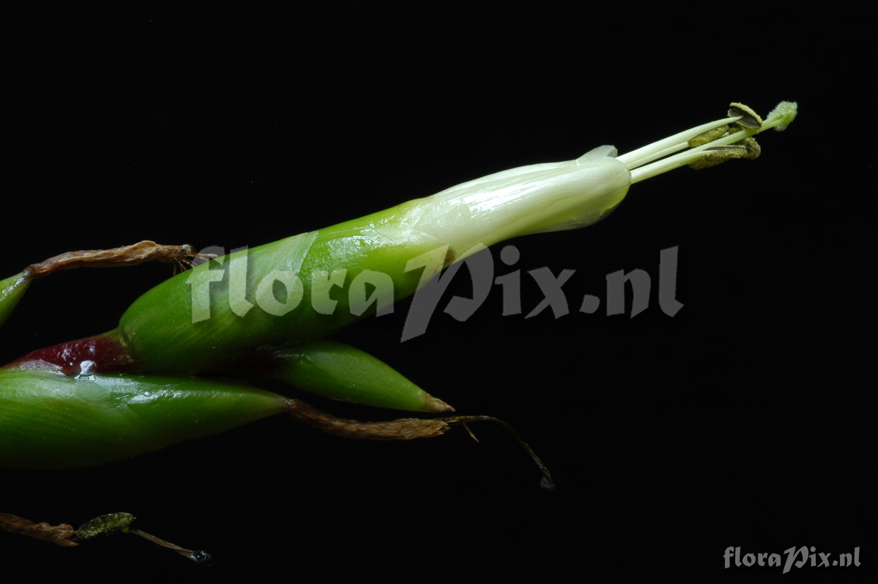 Tillandsia comitanensis