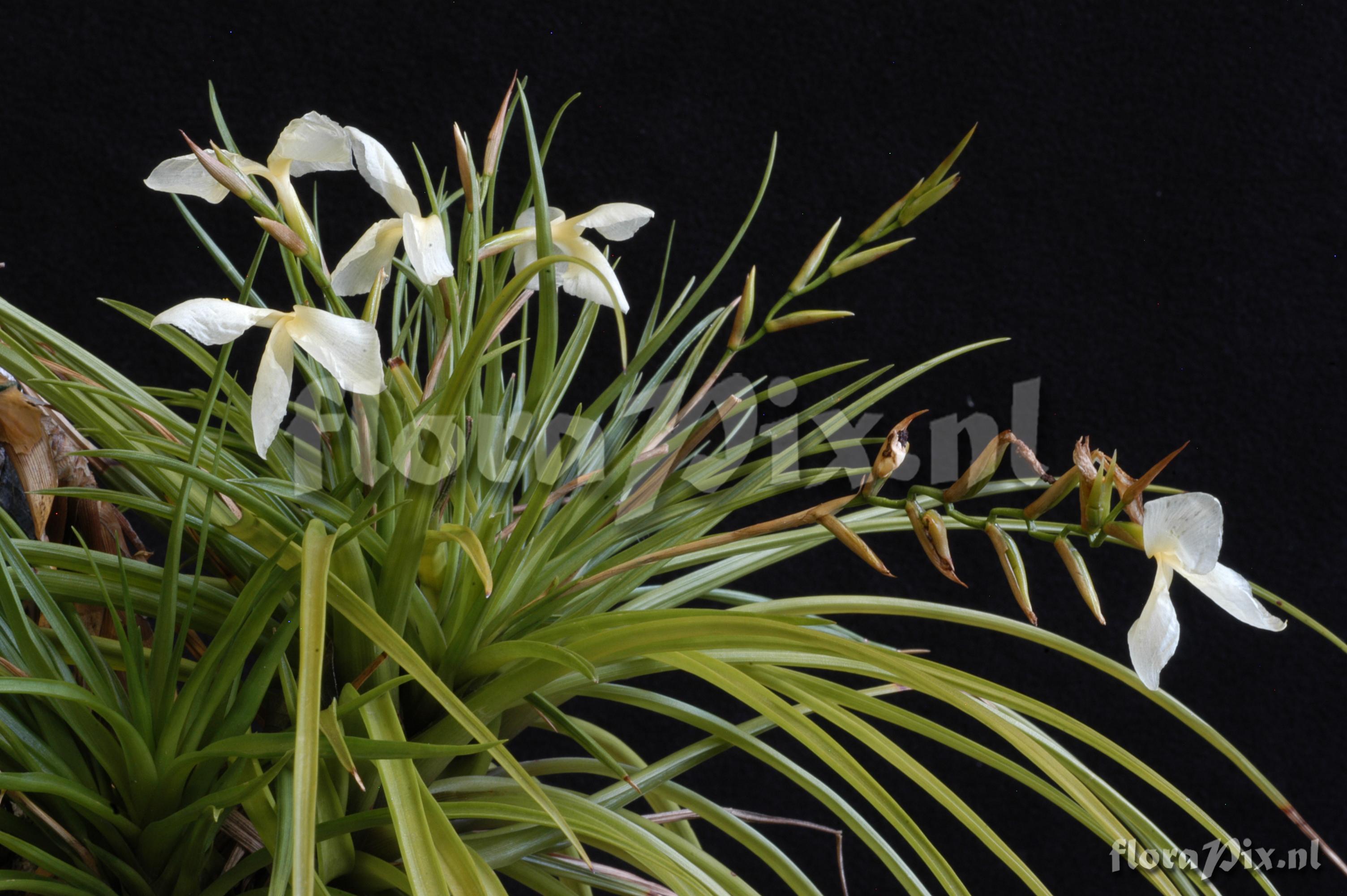 Tillandsia dodsonii