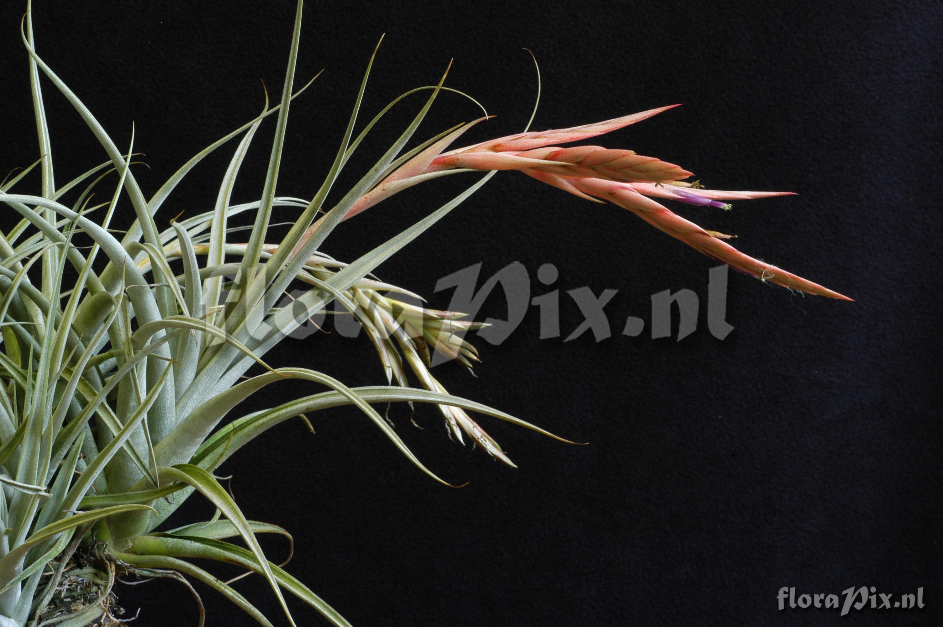 Tillandsia elizabethiae