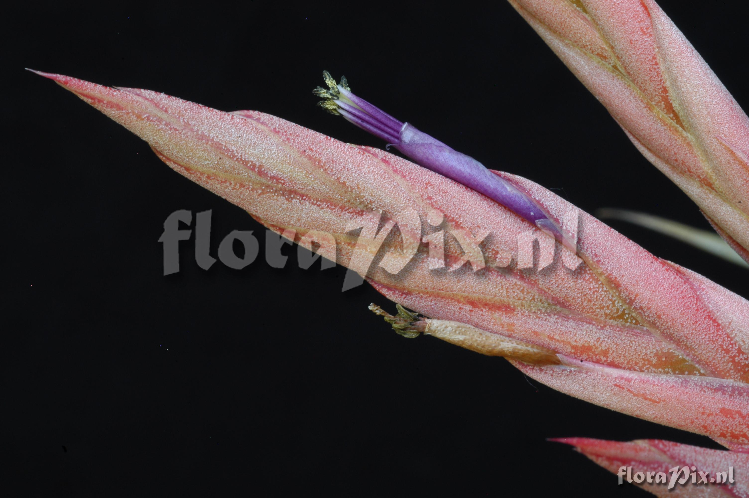 Tillandsia elizabethiae