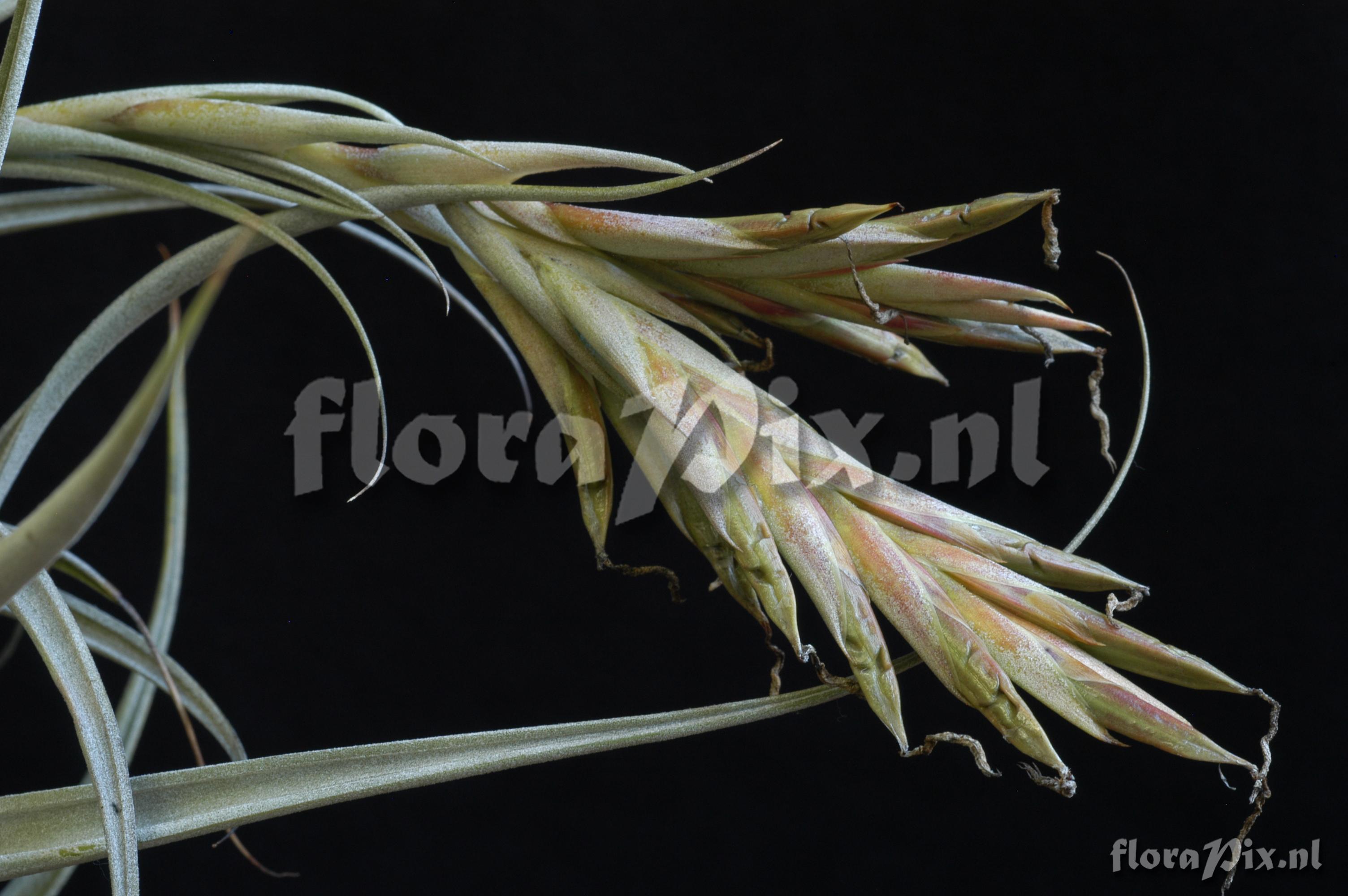 Tillandsia elizabethae