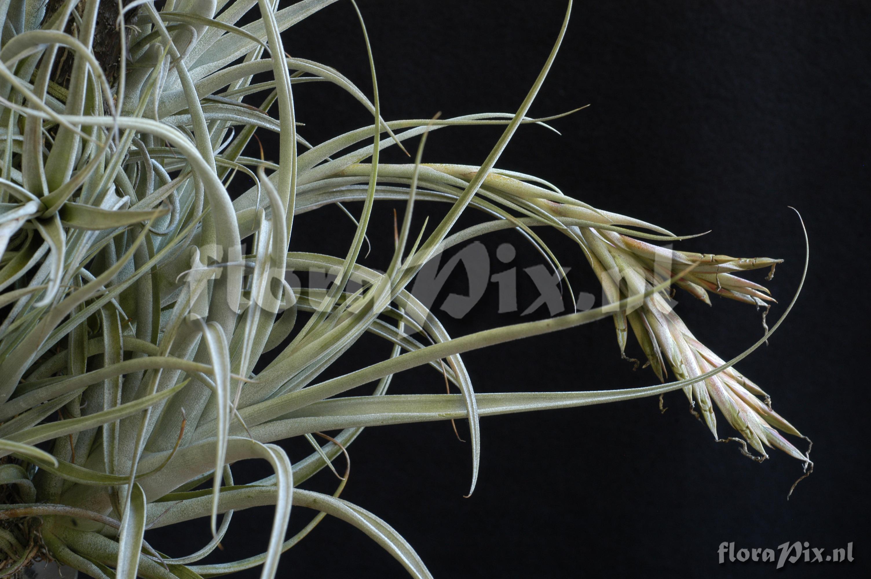 Tillandsia elizabethiae 2008GR01429