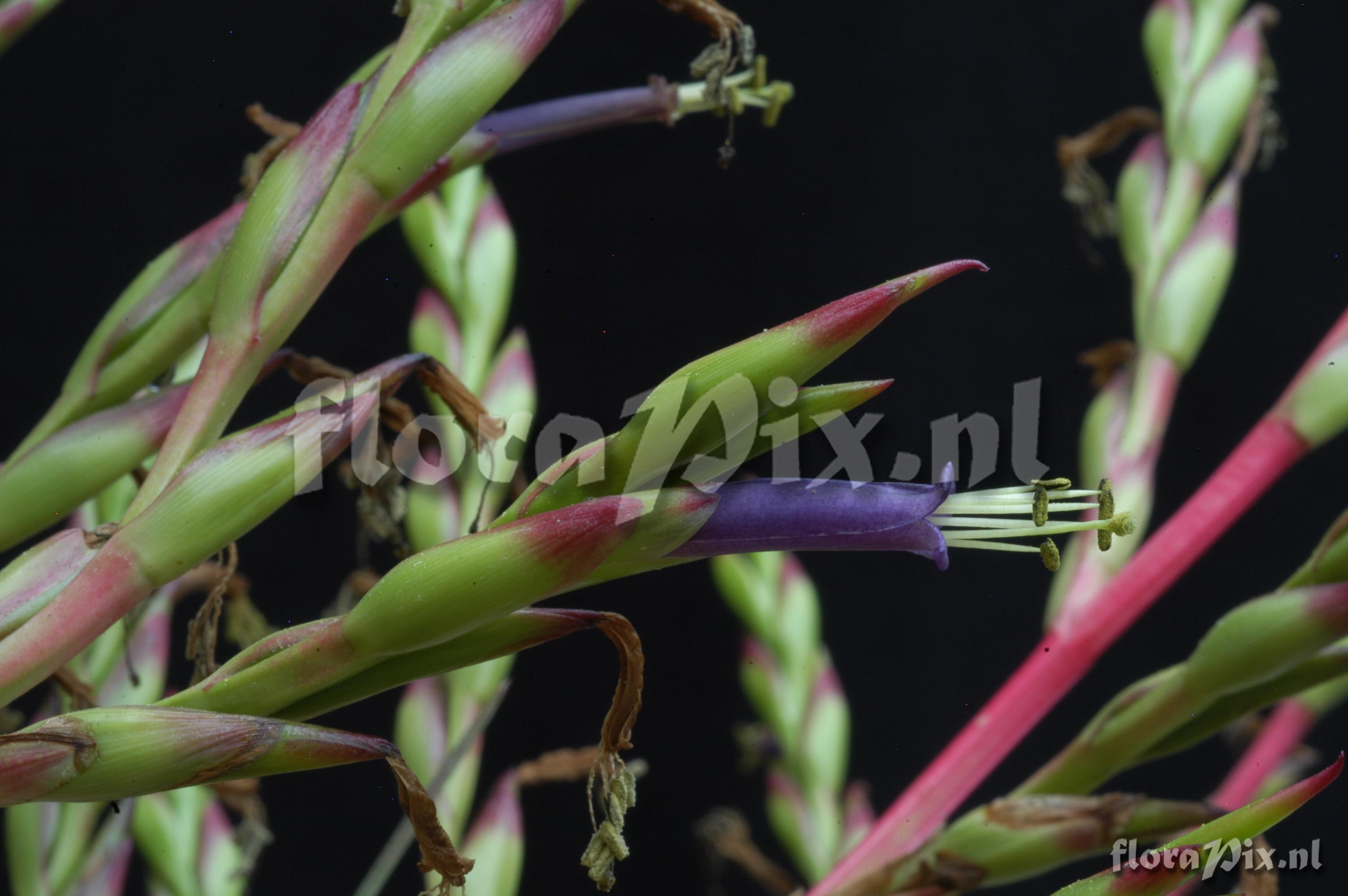 Tillandsia extensa