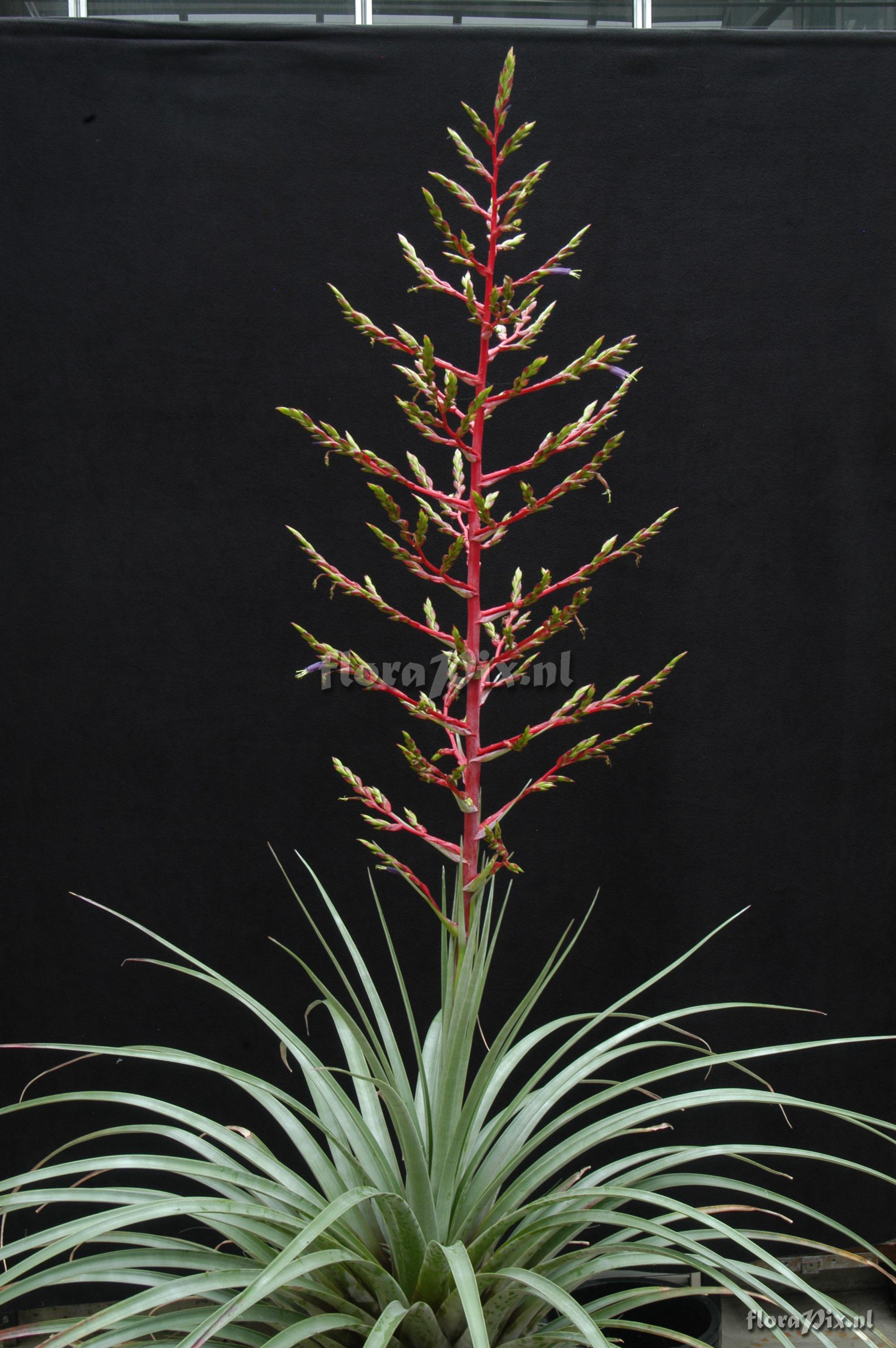 Tillandsia extensa