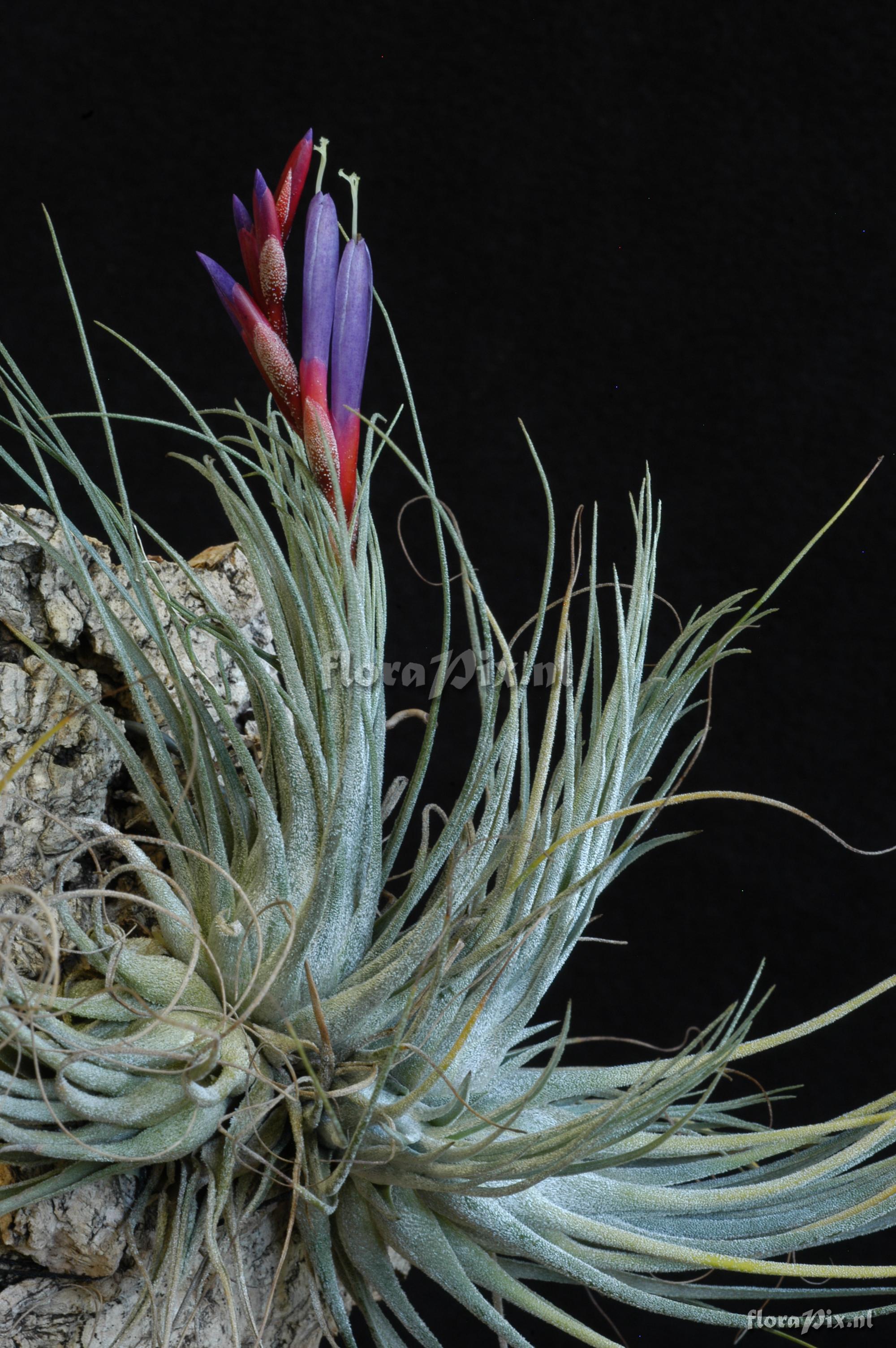 Tillandsia fuchsii x Tillandsia juncea