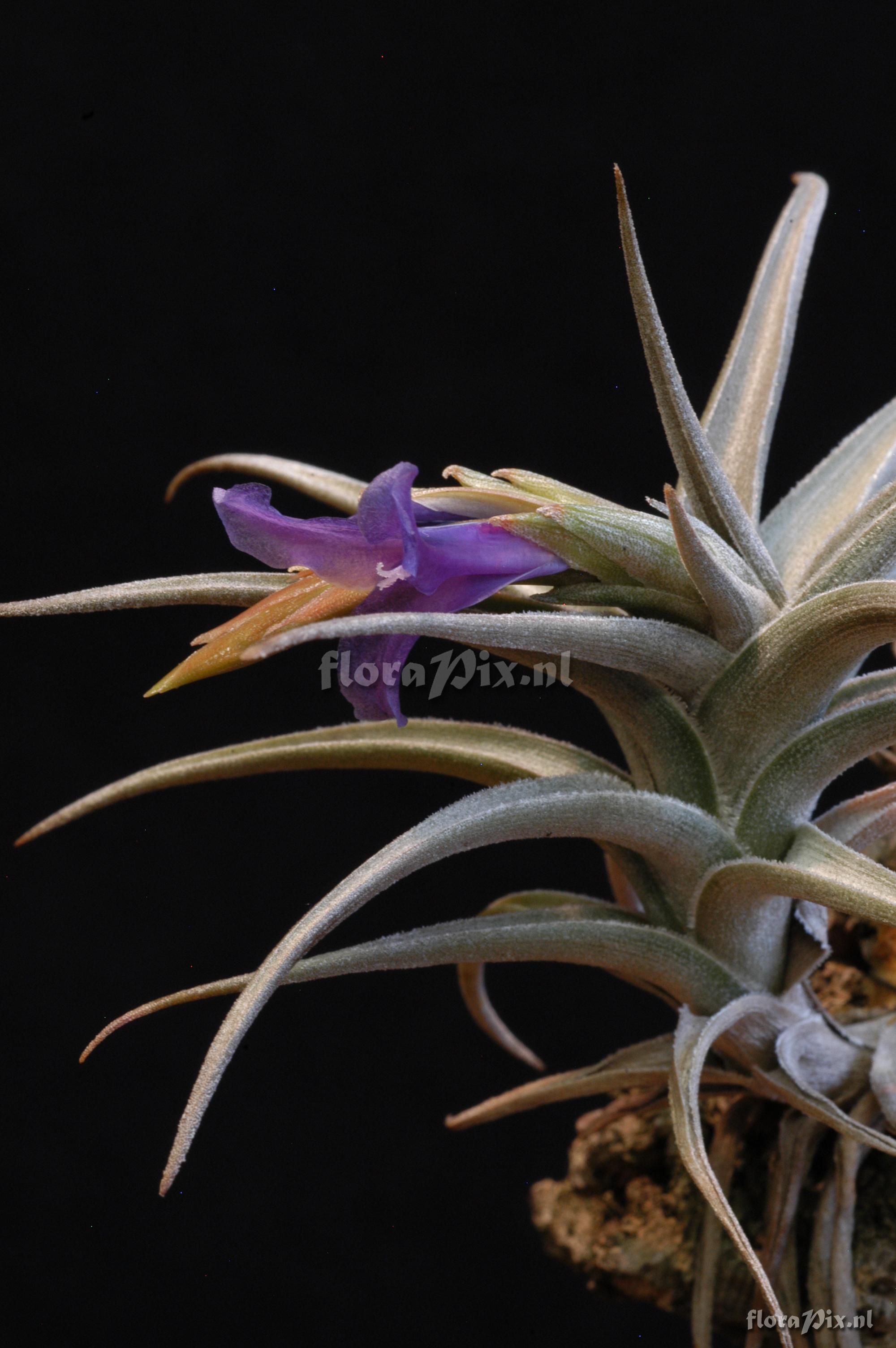 Tillandsia gerdae