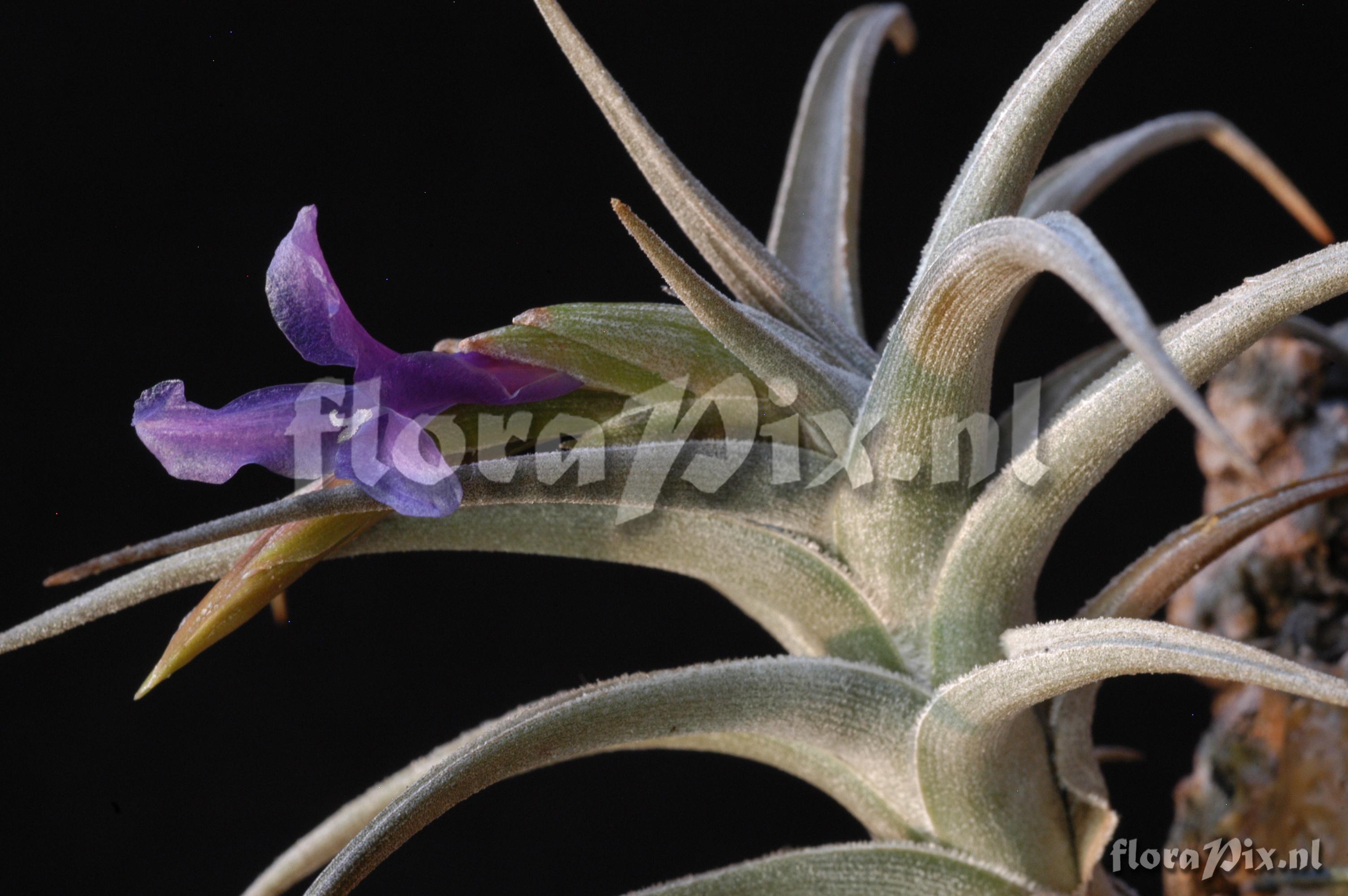 Tillandsia gerdae