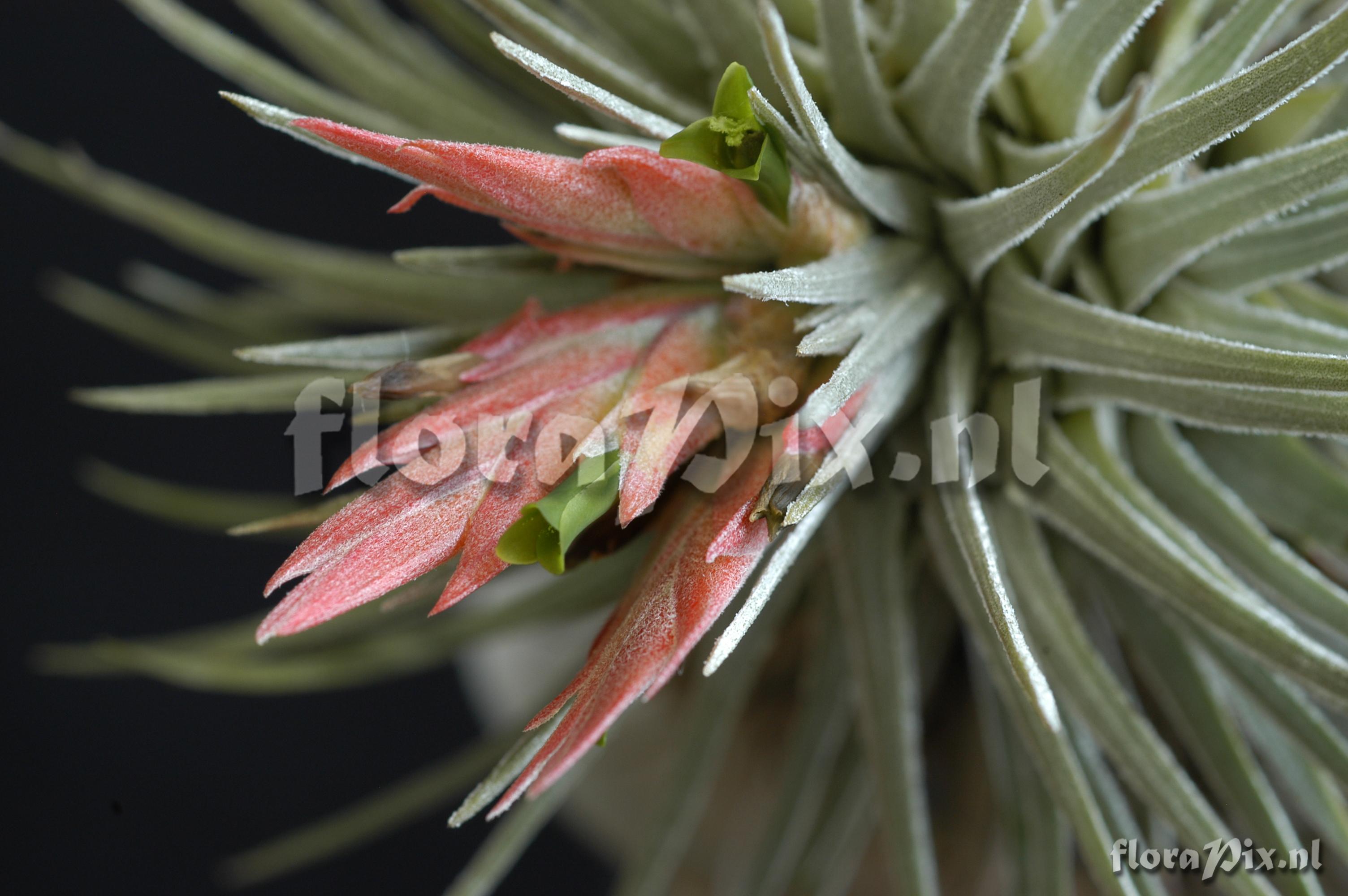 Tillandsia grandispica ined.