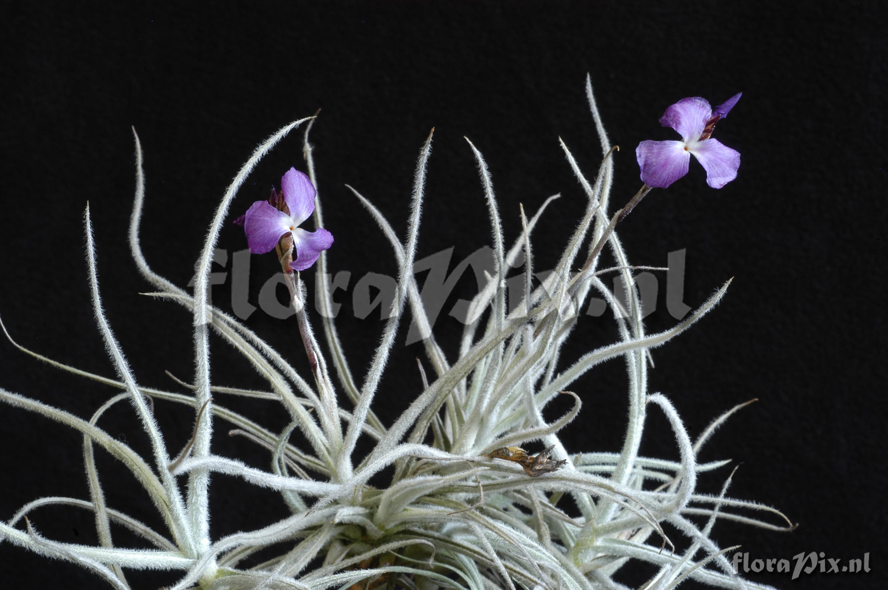 Tillandsia grao-mogolensis