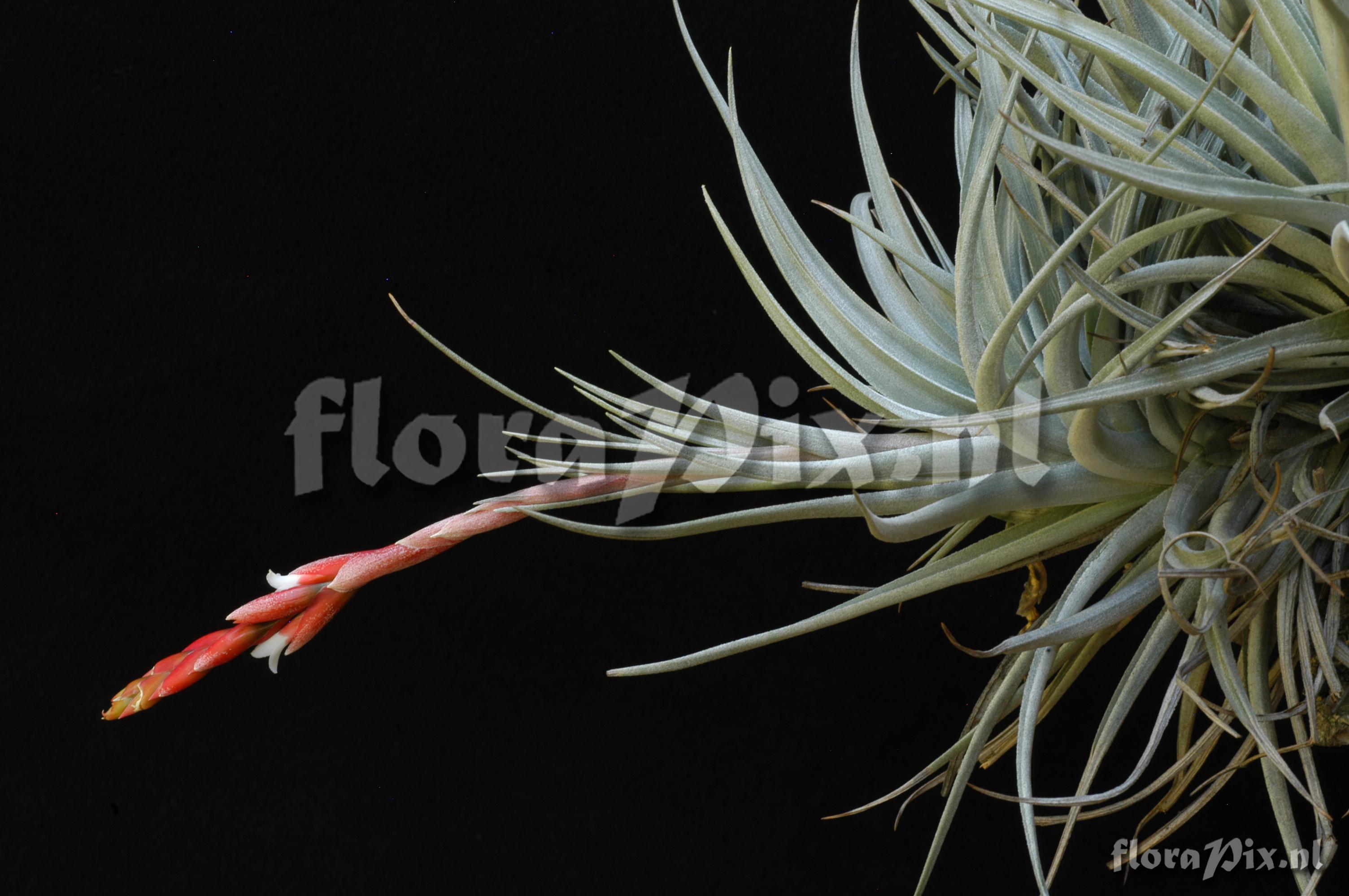 Tillandsia guelzii