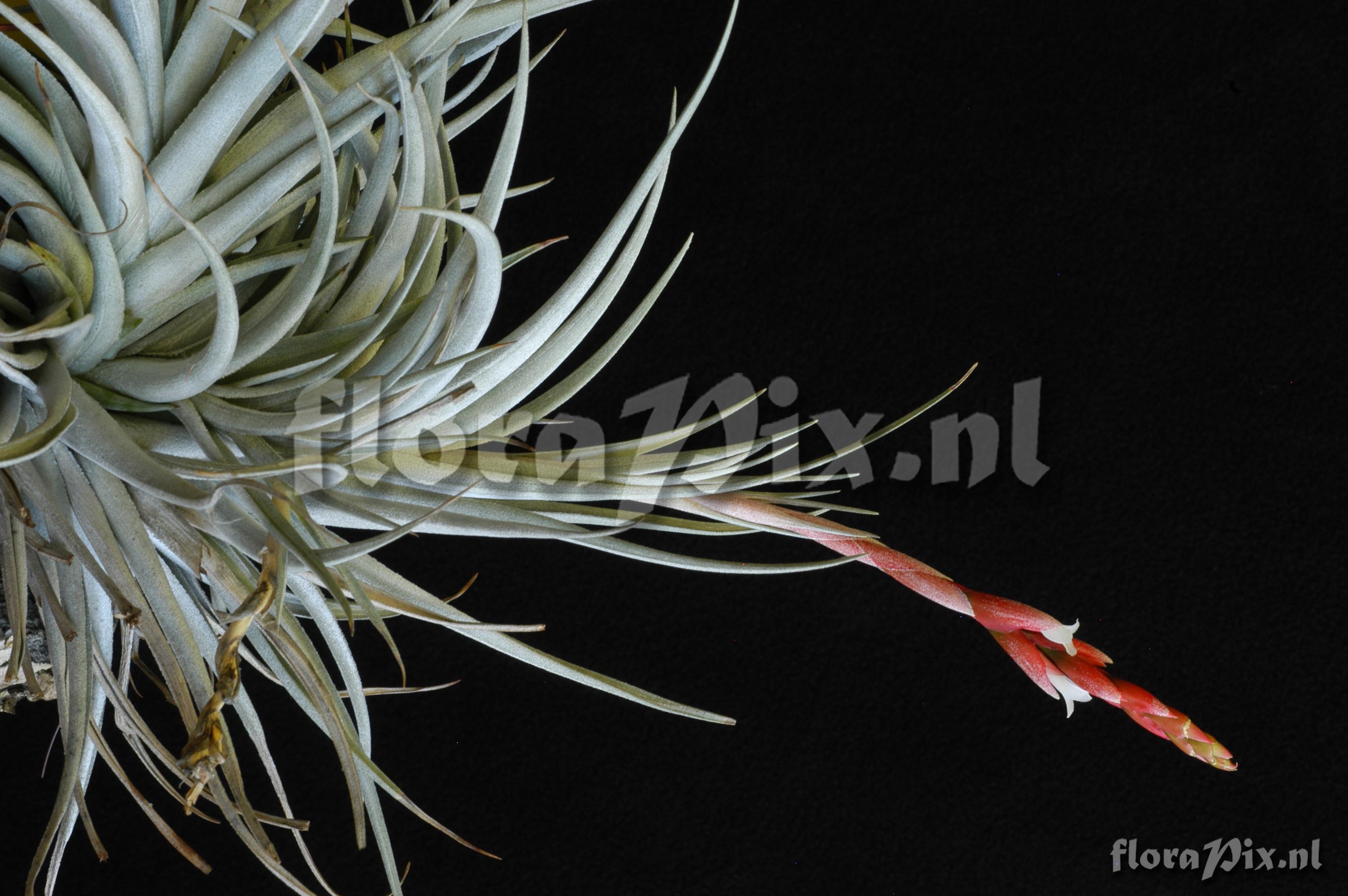 Tillandsia guelzii