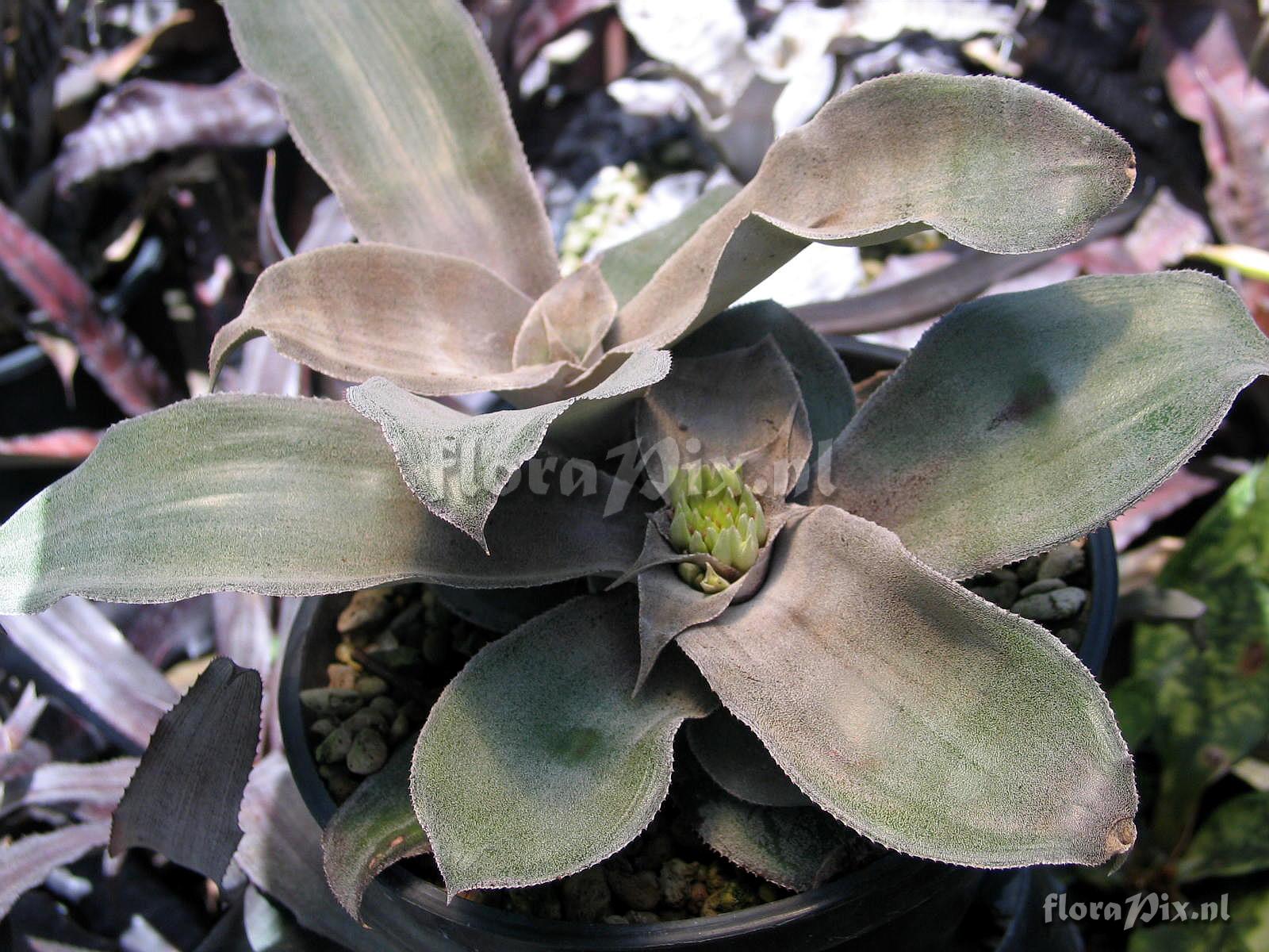 Cryptanthus argyrophyllus