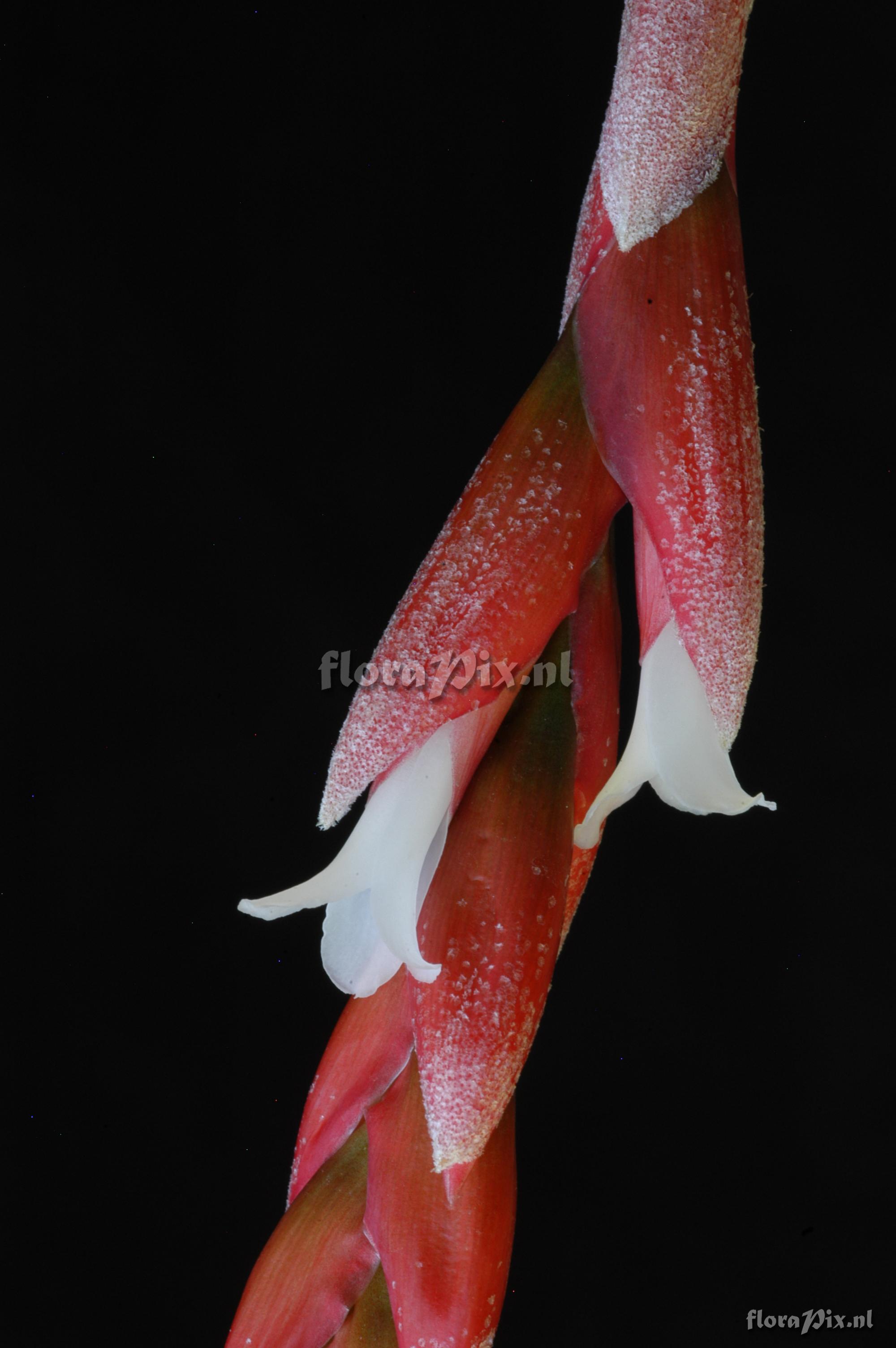 Tillandsia guelzii