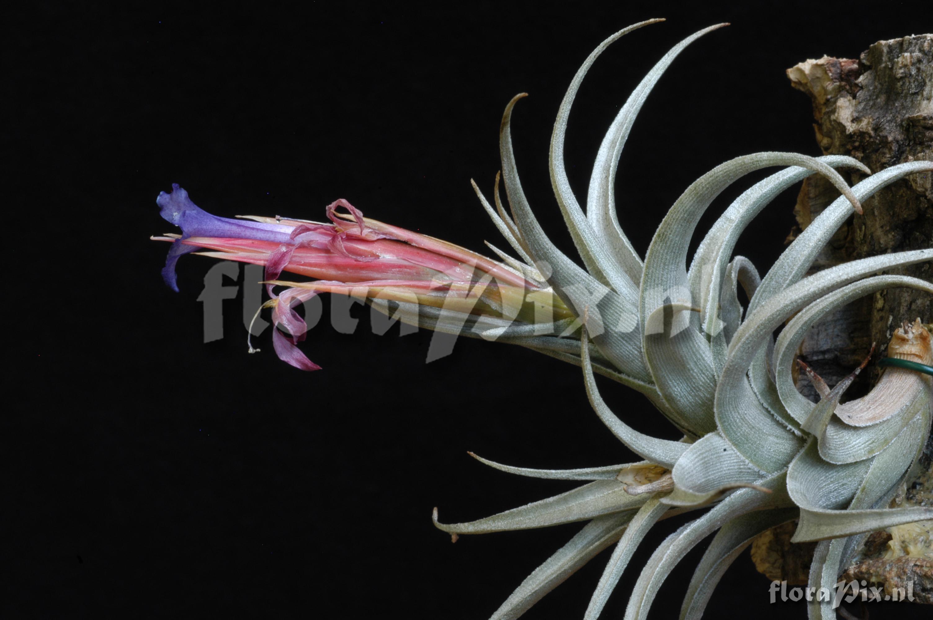 Tillandsia hegeri