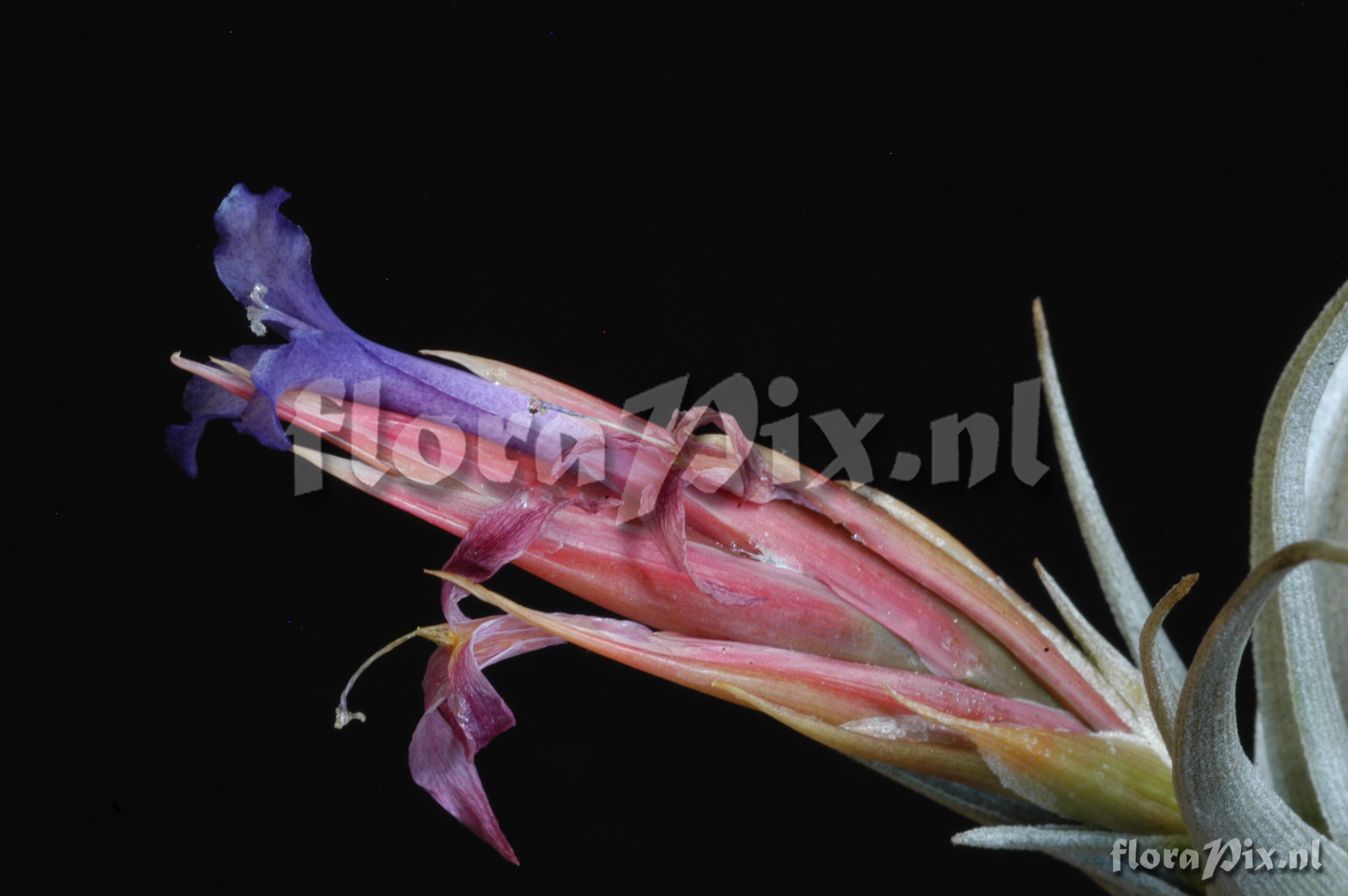 Tillandsia hegeri