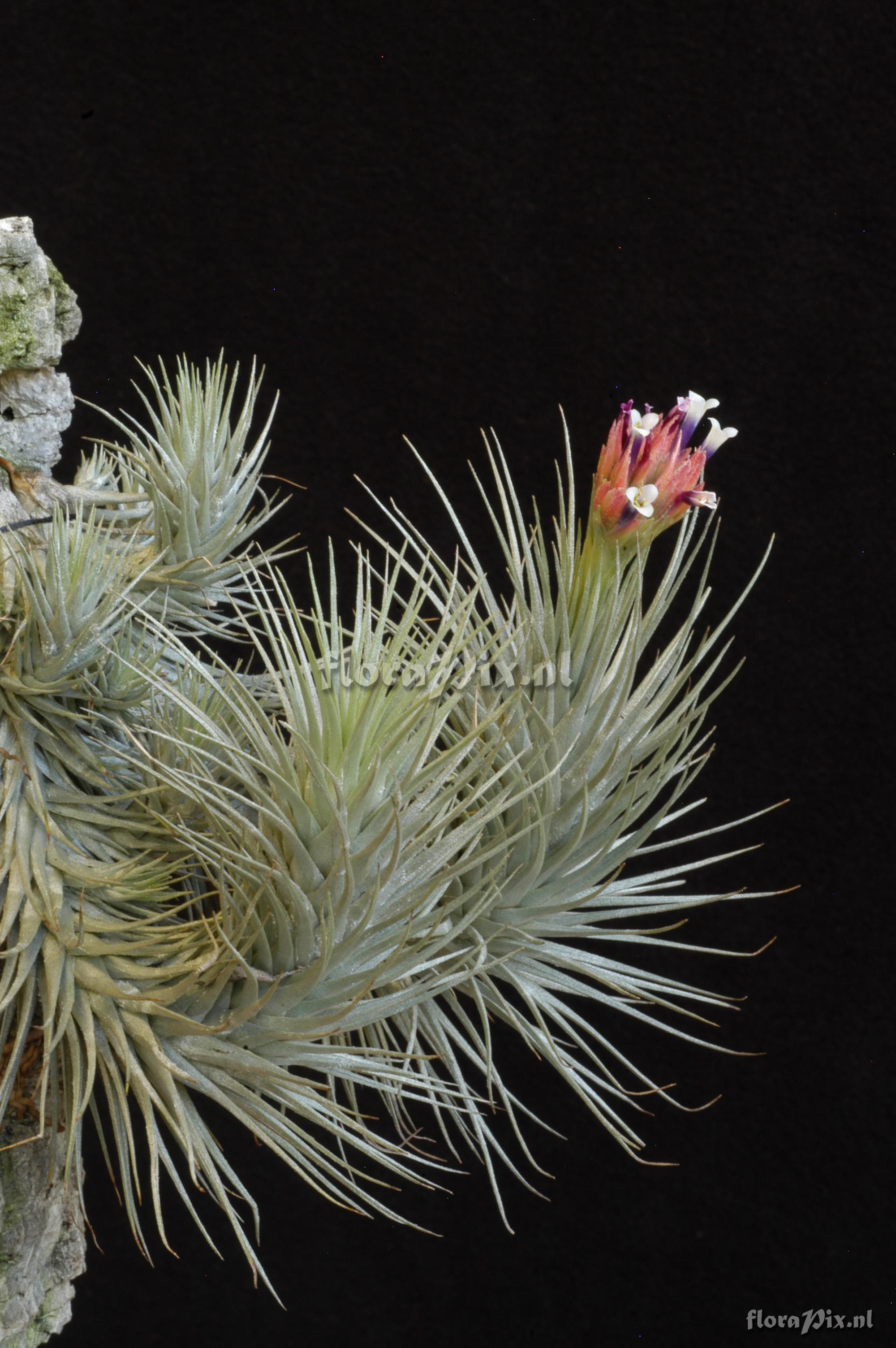 Tillandsia heteromorpha