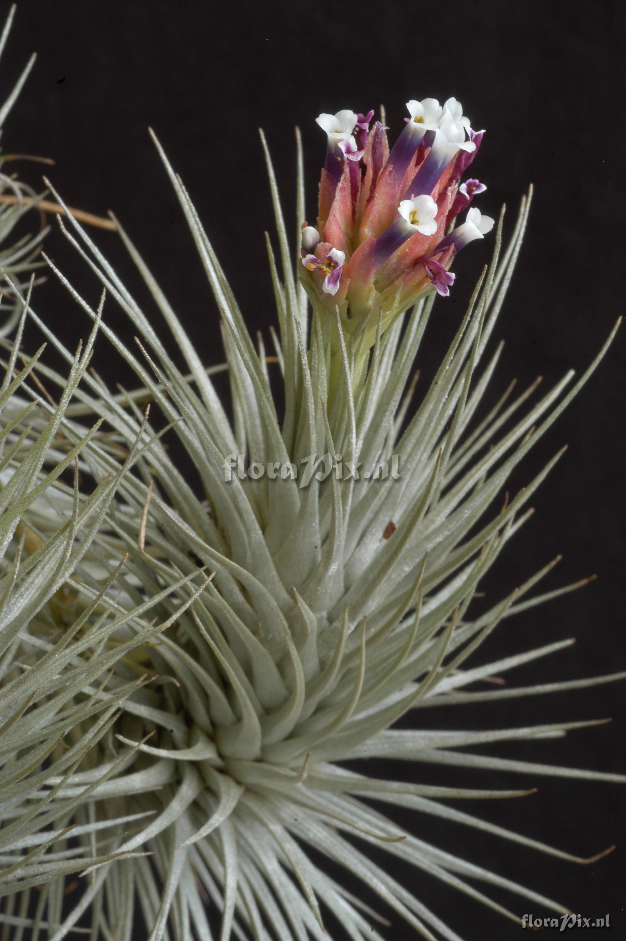 Tillandsia heteromorpha