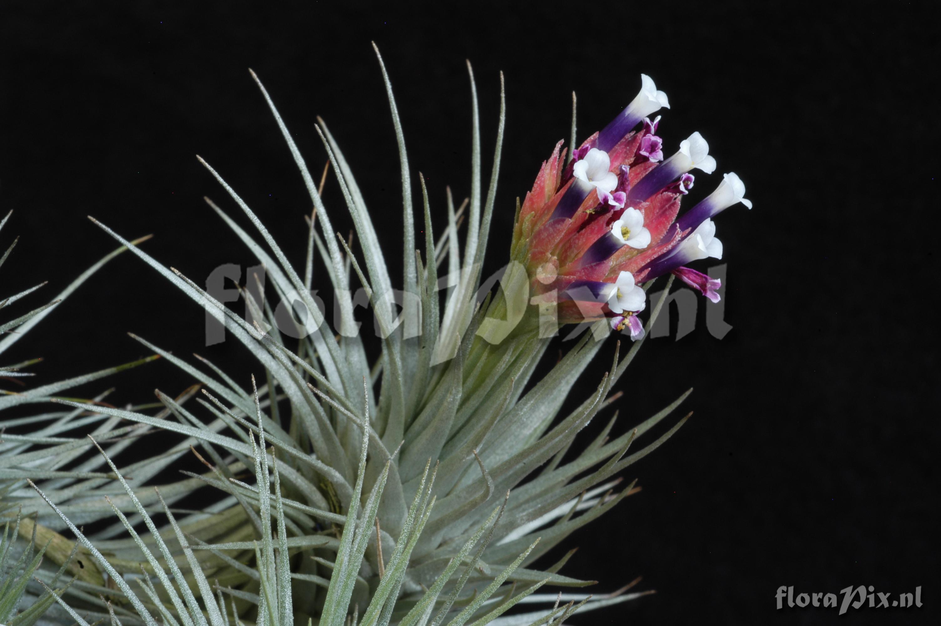 Tillandsia heteromorpha