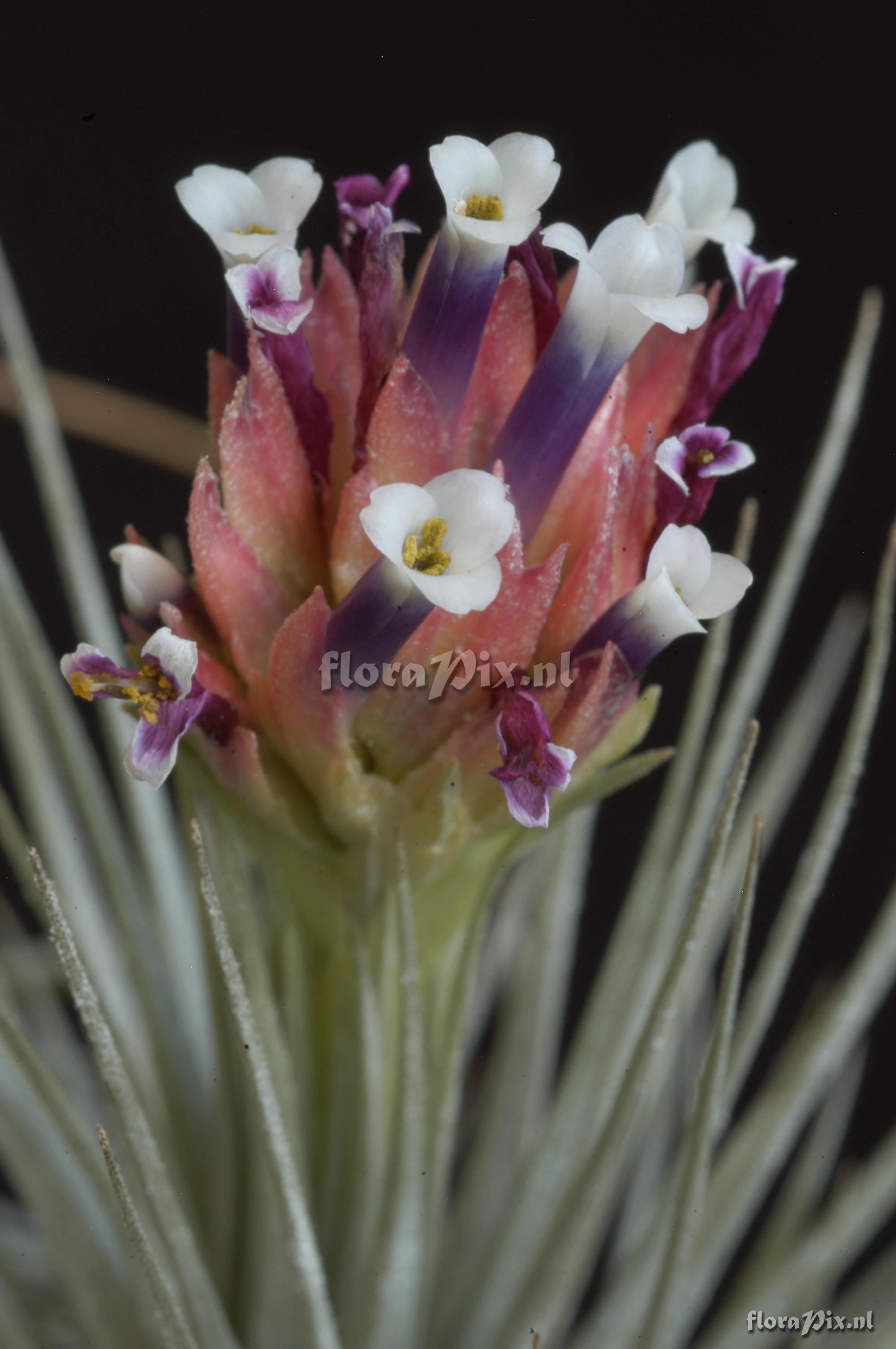 Tillandsia heteromorpha