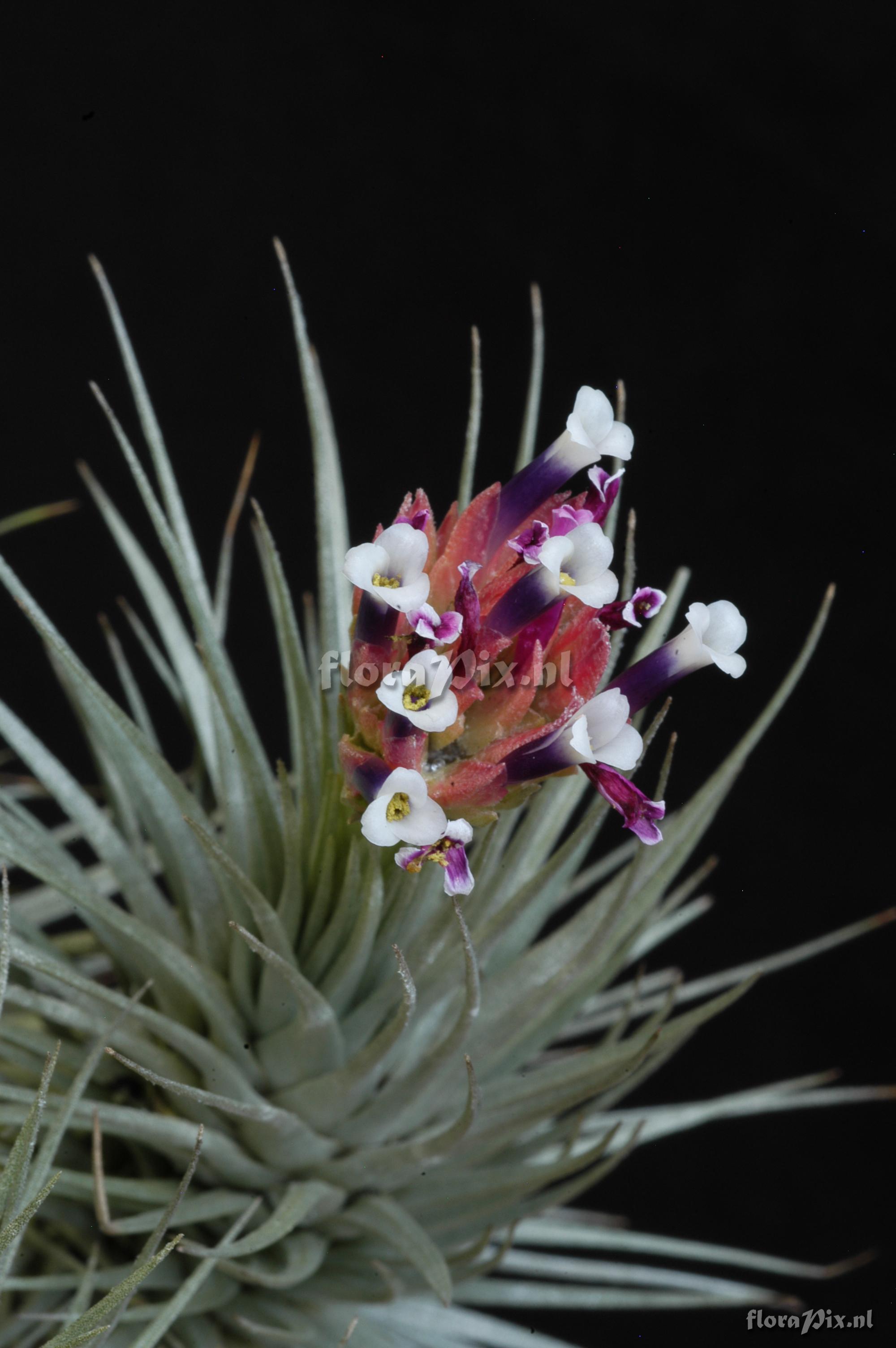 Tillandsia heteromorpha