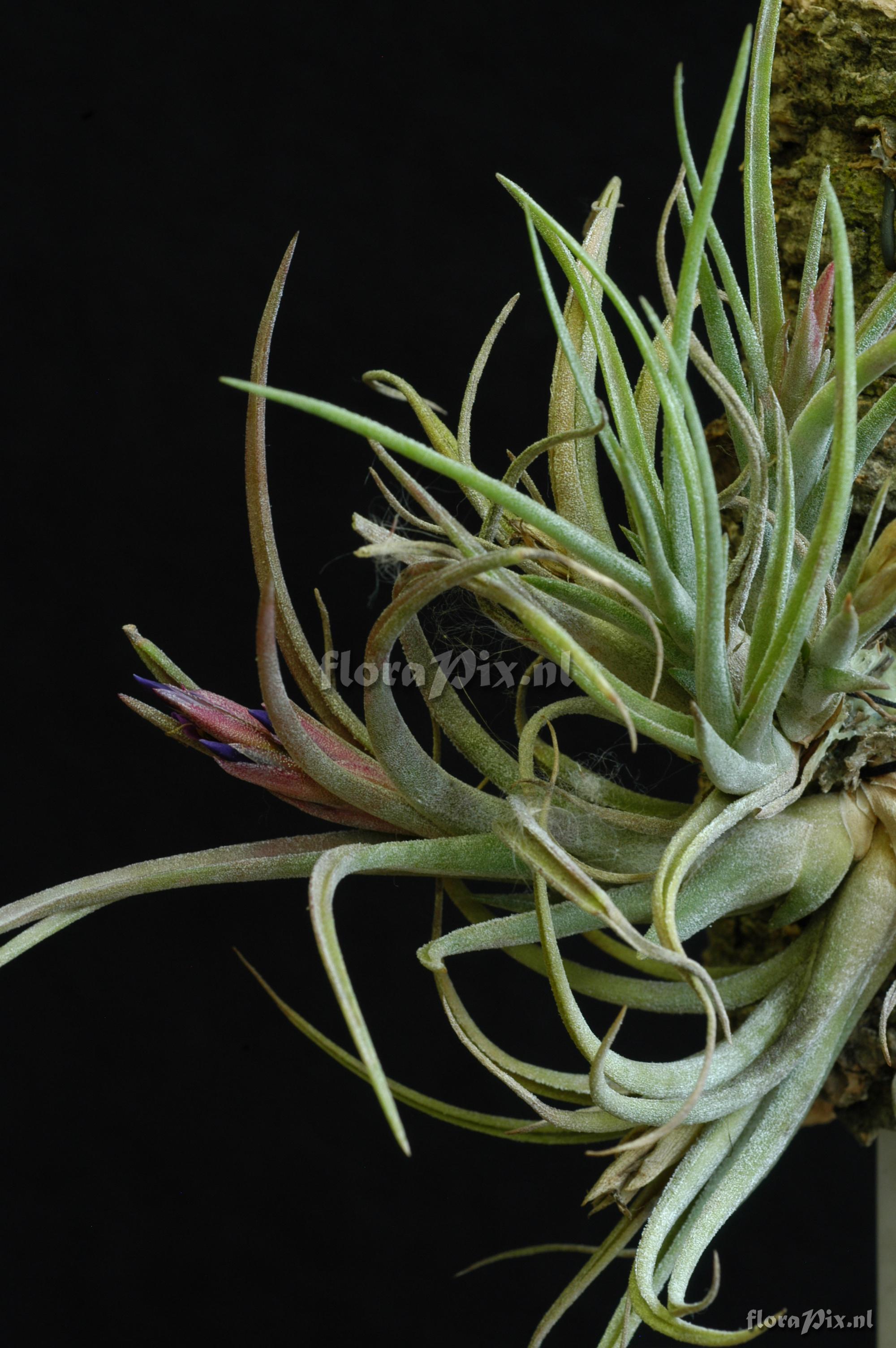 Tillandsia ionantha x Tillandsia paucifolia