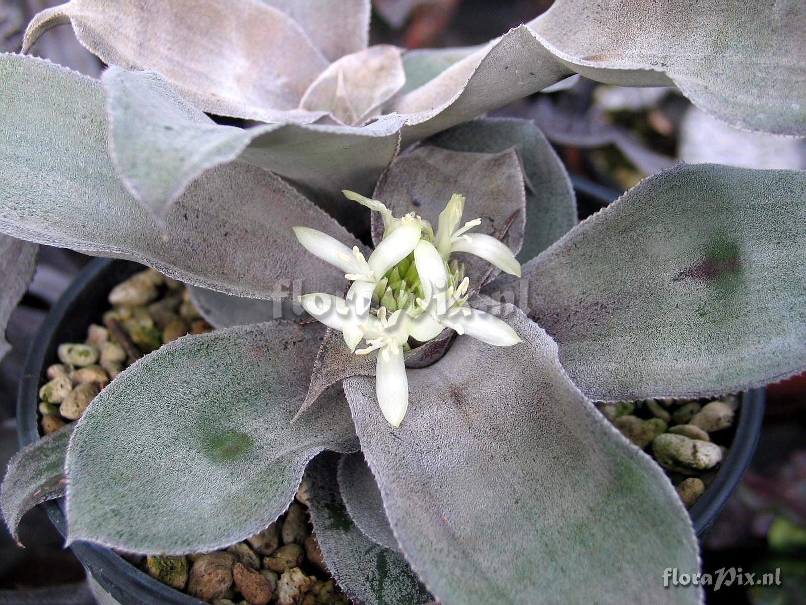 Cryptanthus argyrophyllus