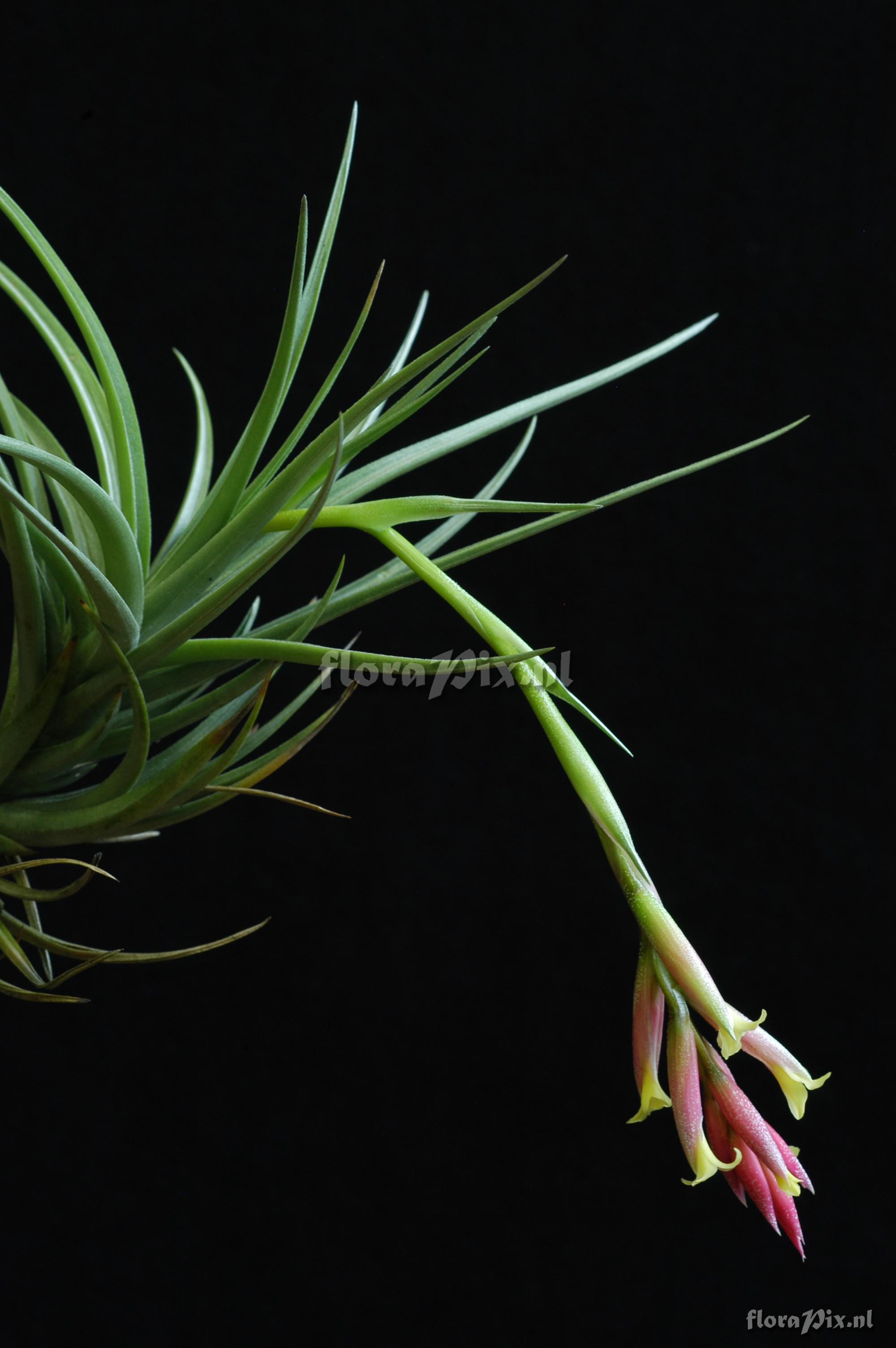 Tillandsia jucunda var. jucunda