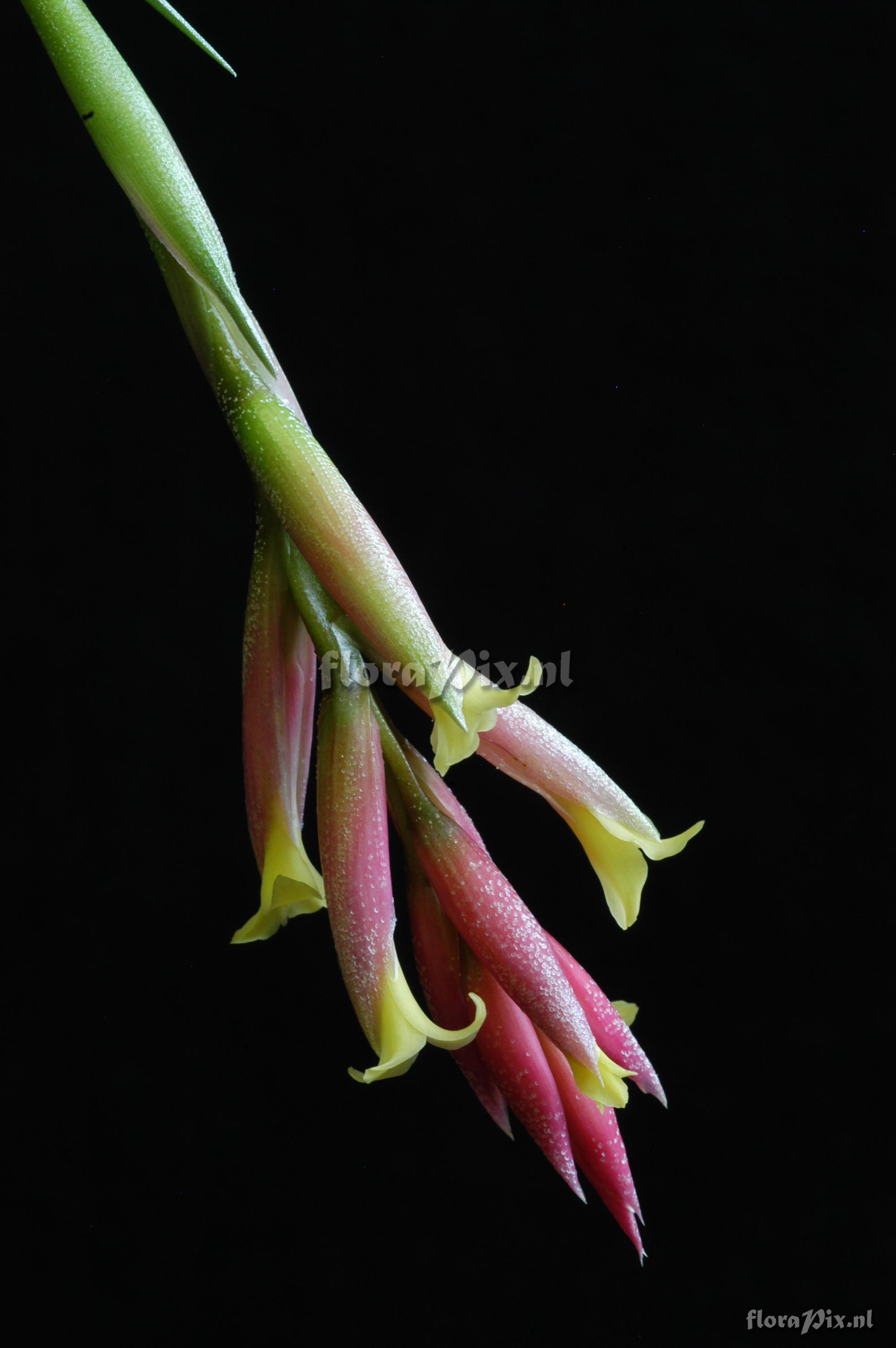 Tillandsia jucunda var. jucunda