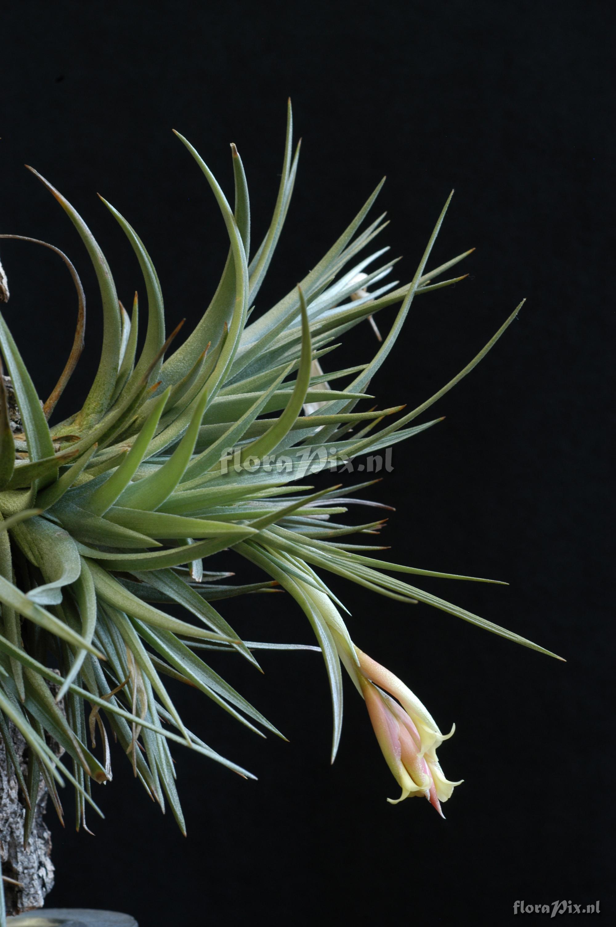 Tillandsia jucunda var. jucunda