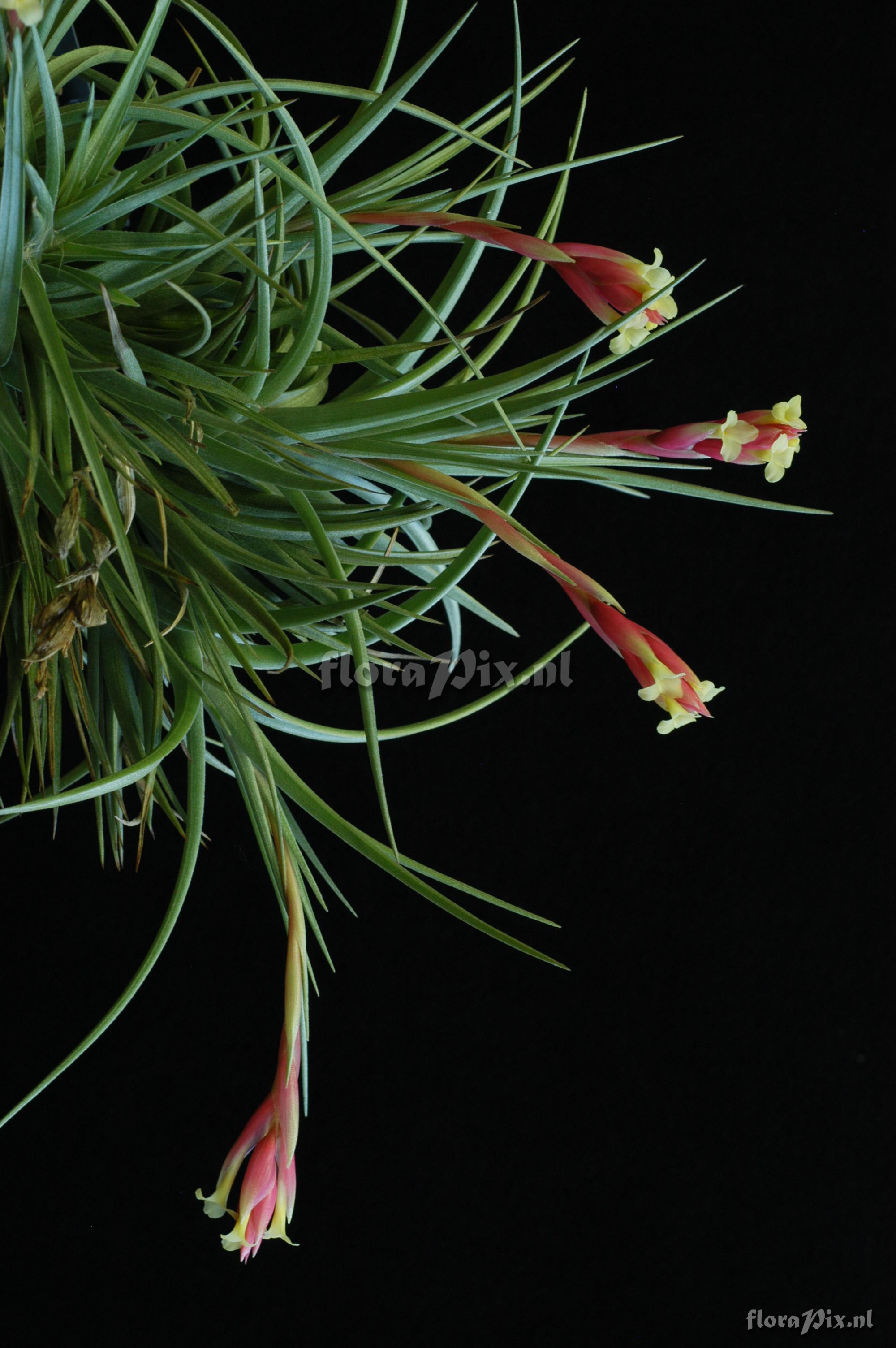 Tillandsia jucunda var. jucunda