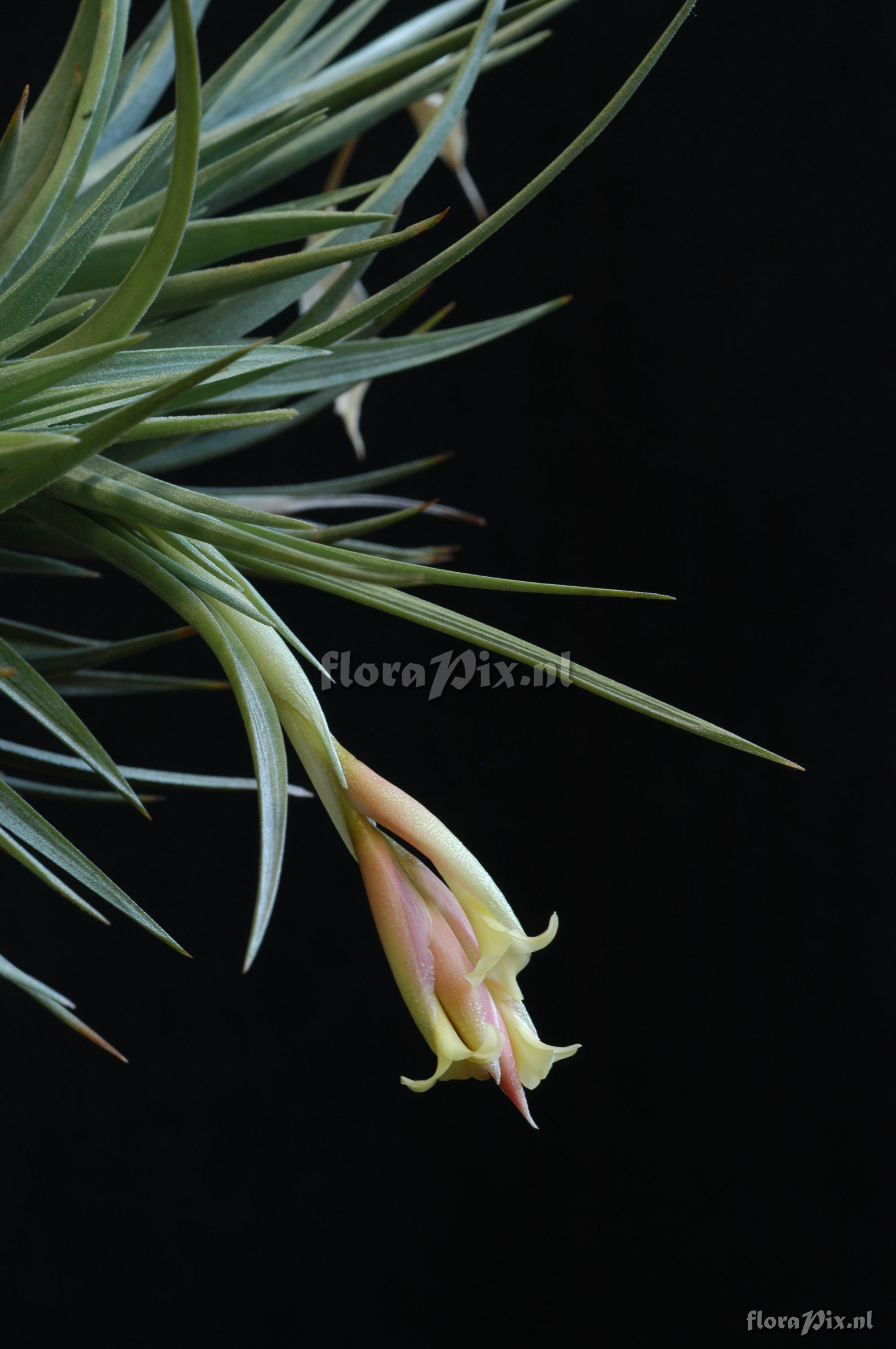 Tillandsia jucunda var. jucunda