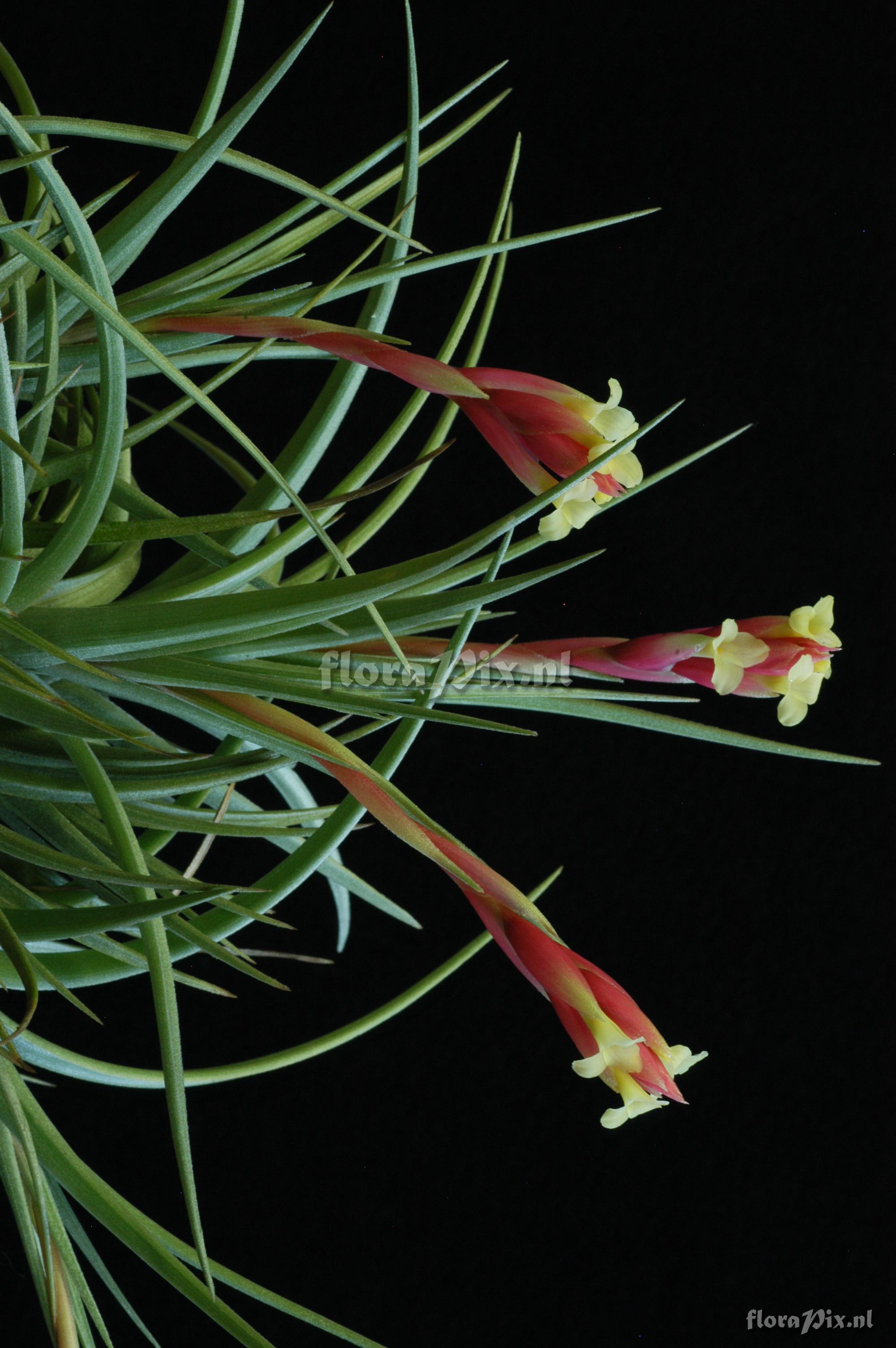 Tillandsia jucunda var. jucunda