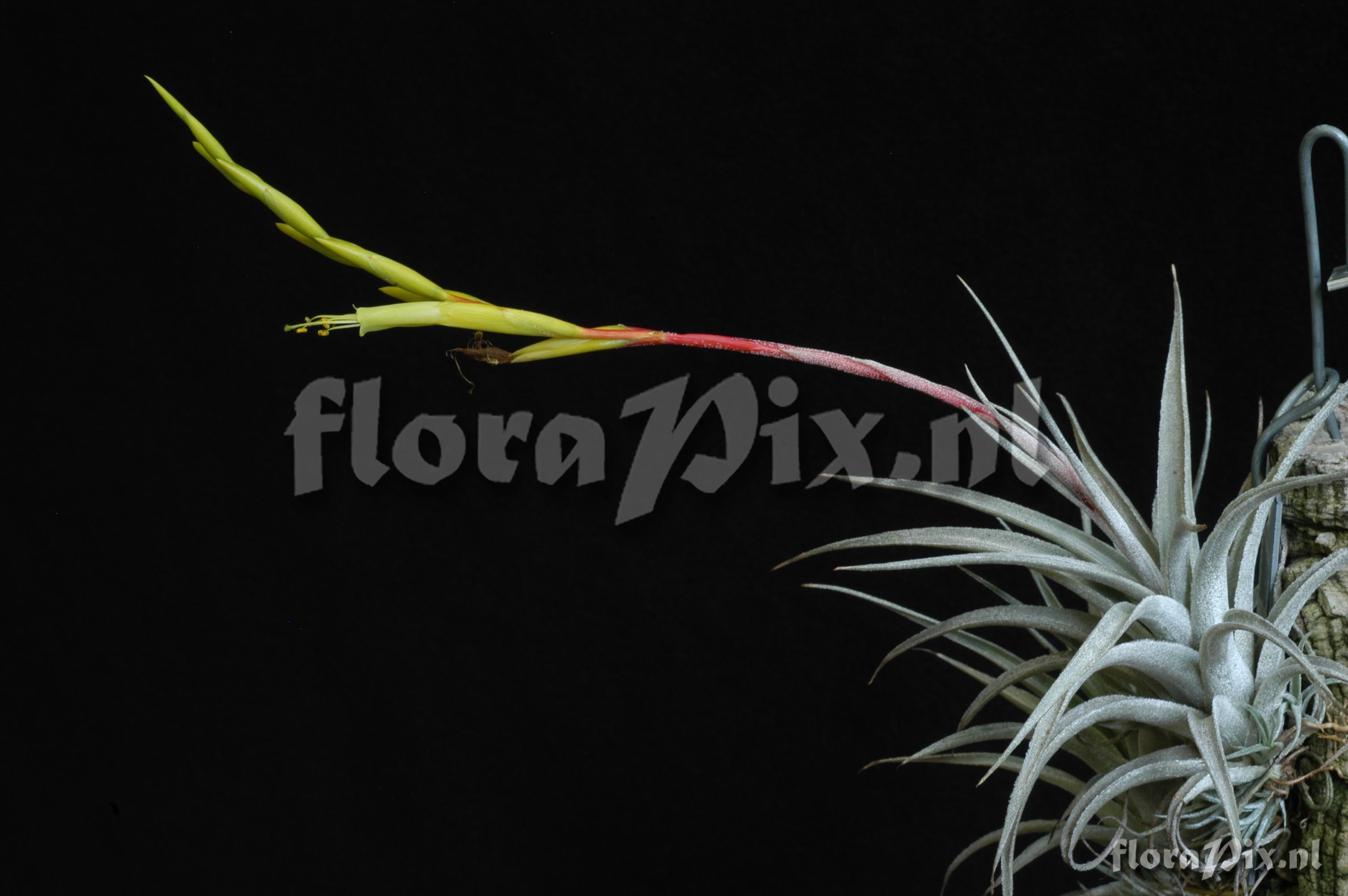 Tillandsia karwinskyana