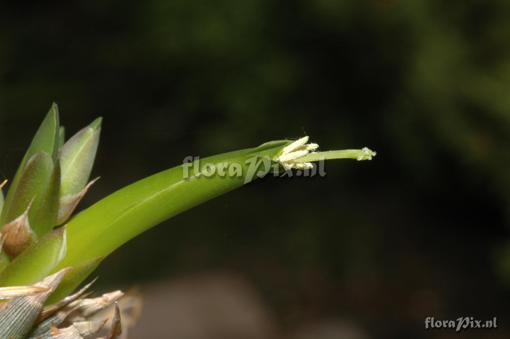 Deuterocohnia lorentziana